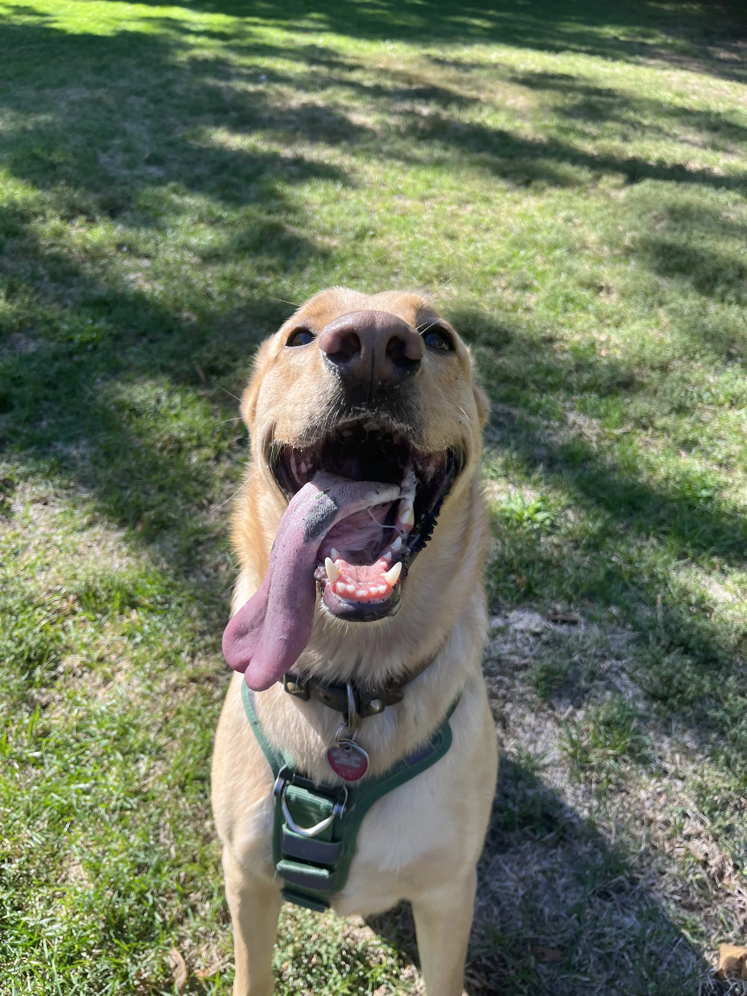Elwood Stoked.jpg