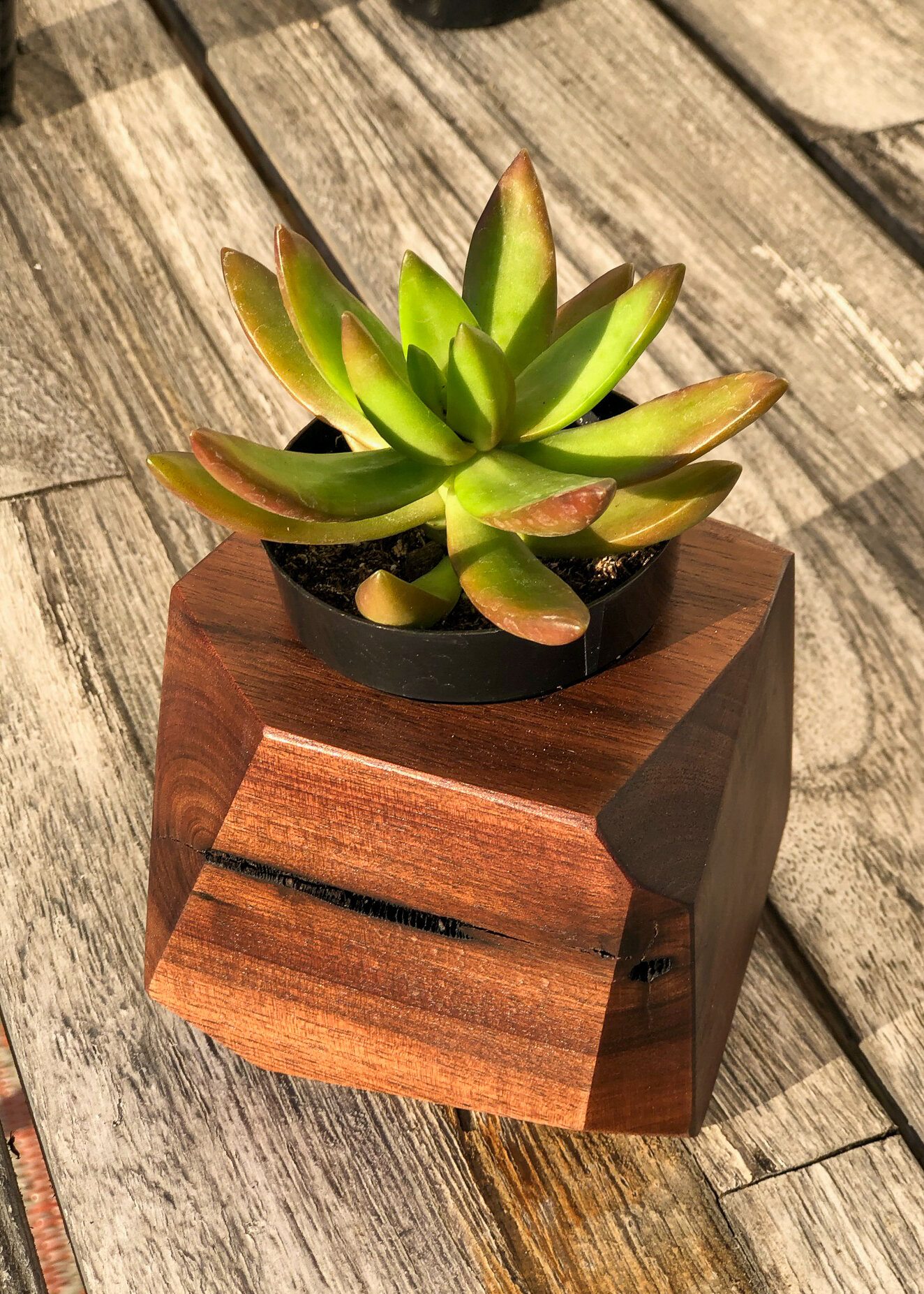 Sallie Plumley Studio. Sally Plumlee. RIchmond Virginia. succulent planter. epoxy planter. air plant holder12.jpg