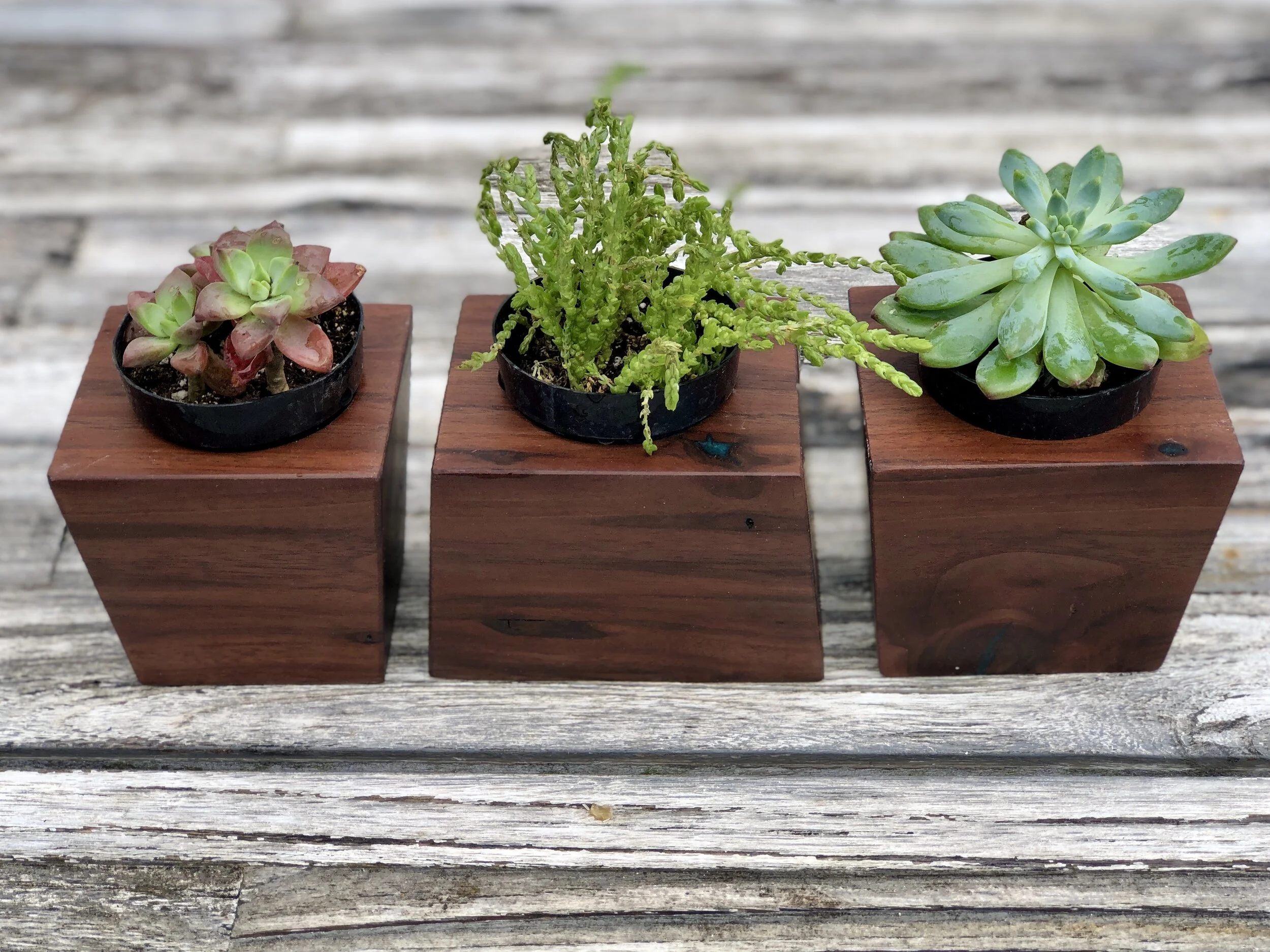 Sallie Plumley Studio. Walnut Planter Richmond Virginia 2.jpg