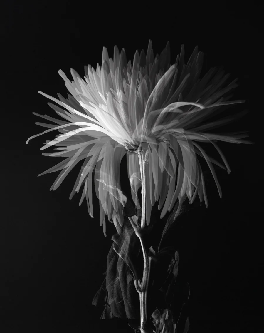 pompom_layer4_1033 copy.jpg