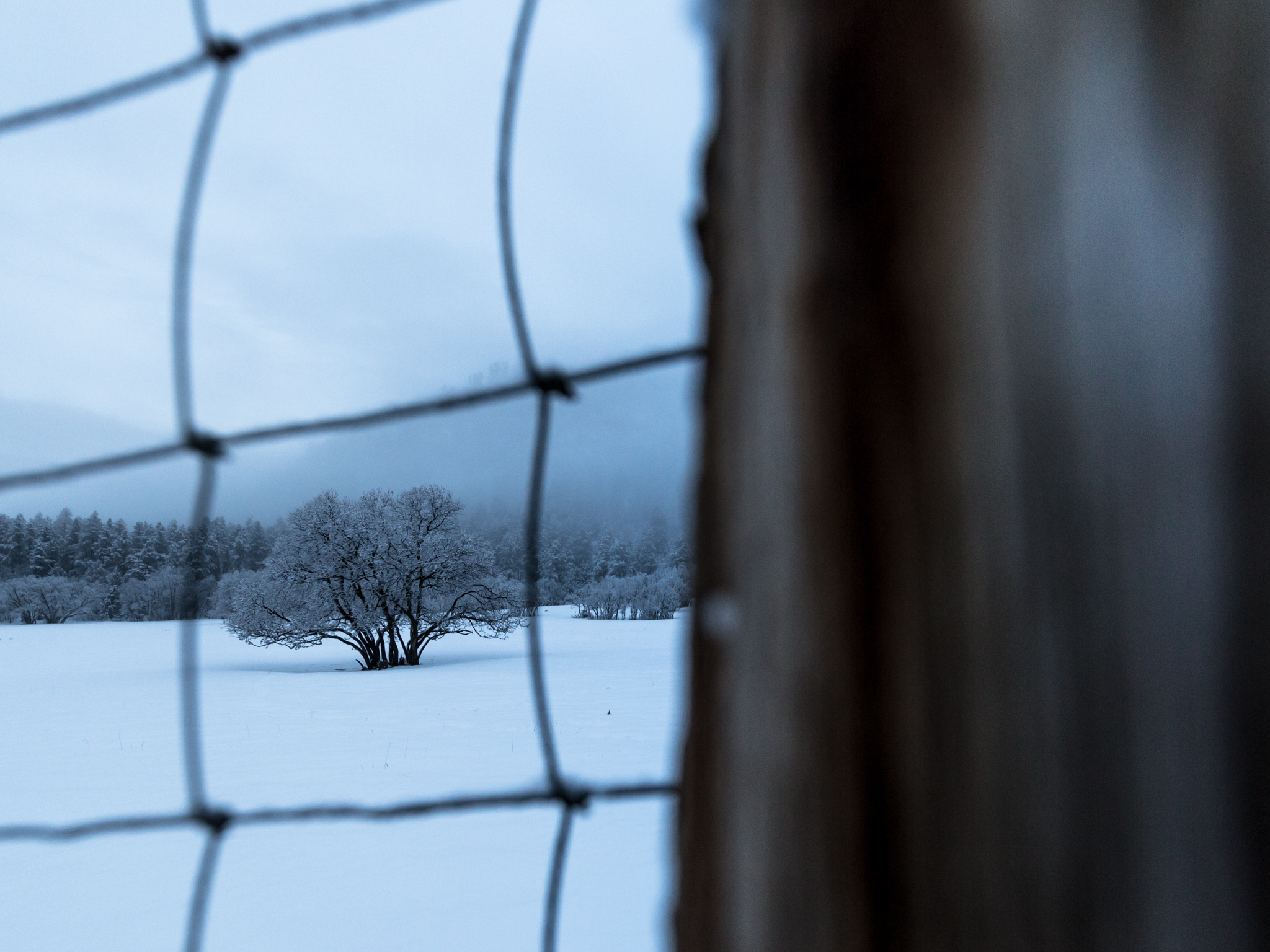 Gamble Oak and Fence Wire