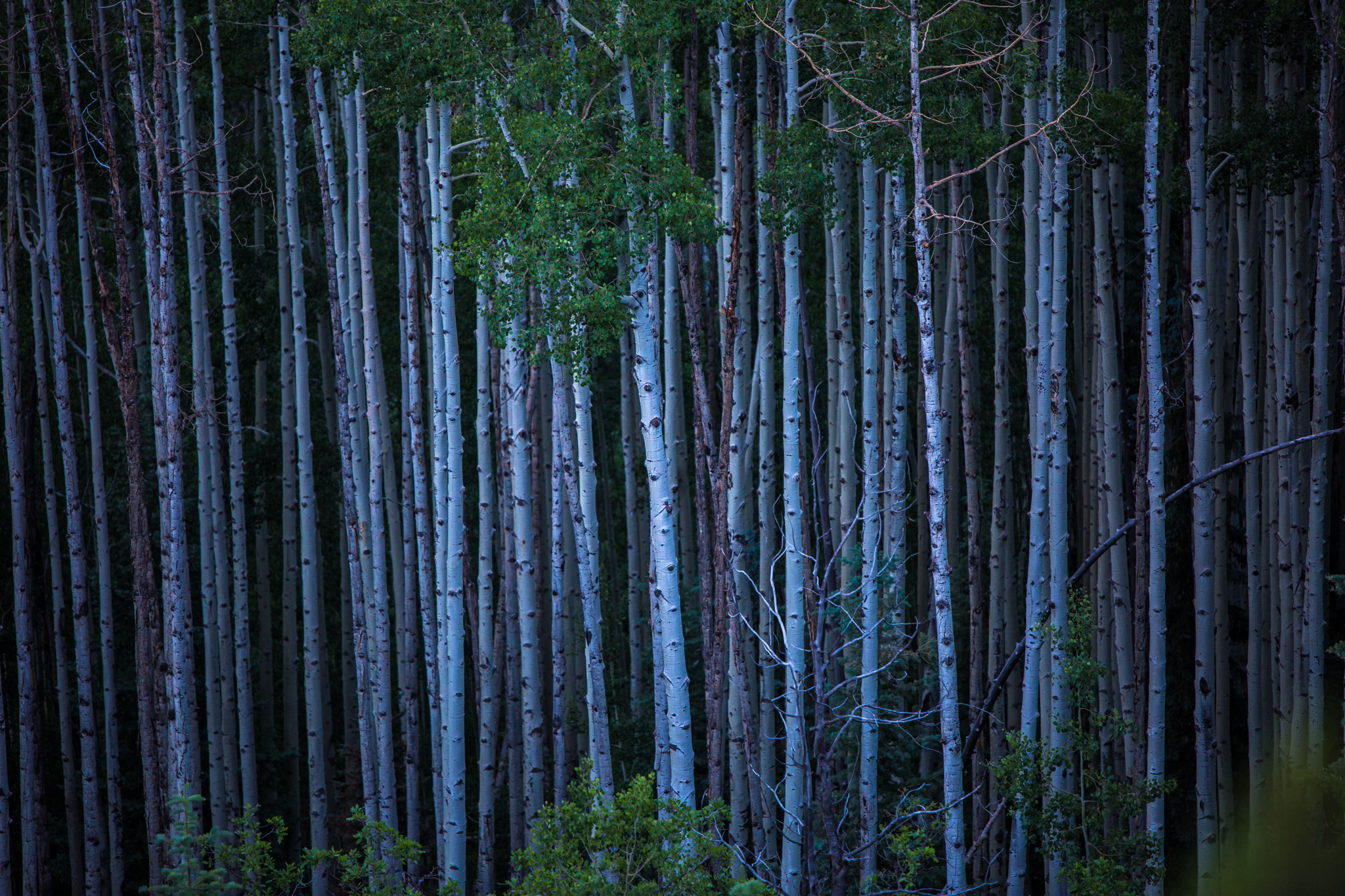 Colorado Bamboo