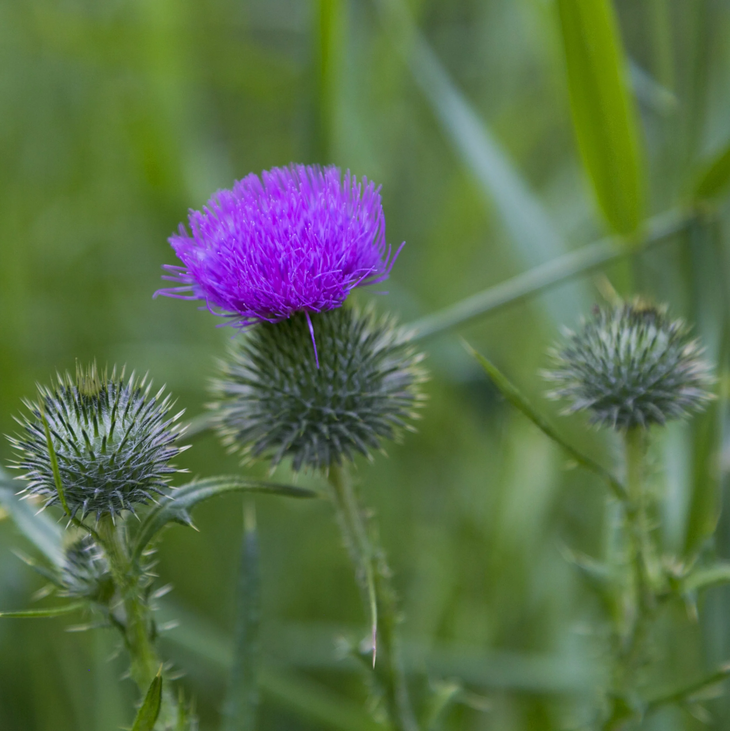 3Thistles.jpg