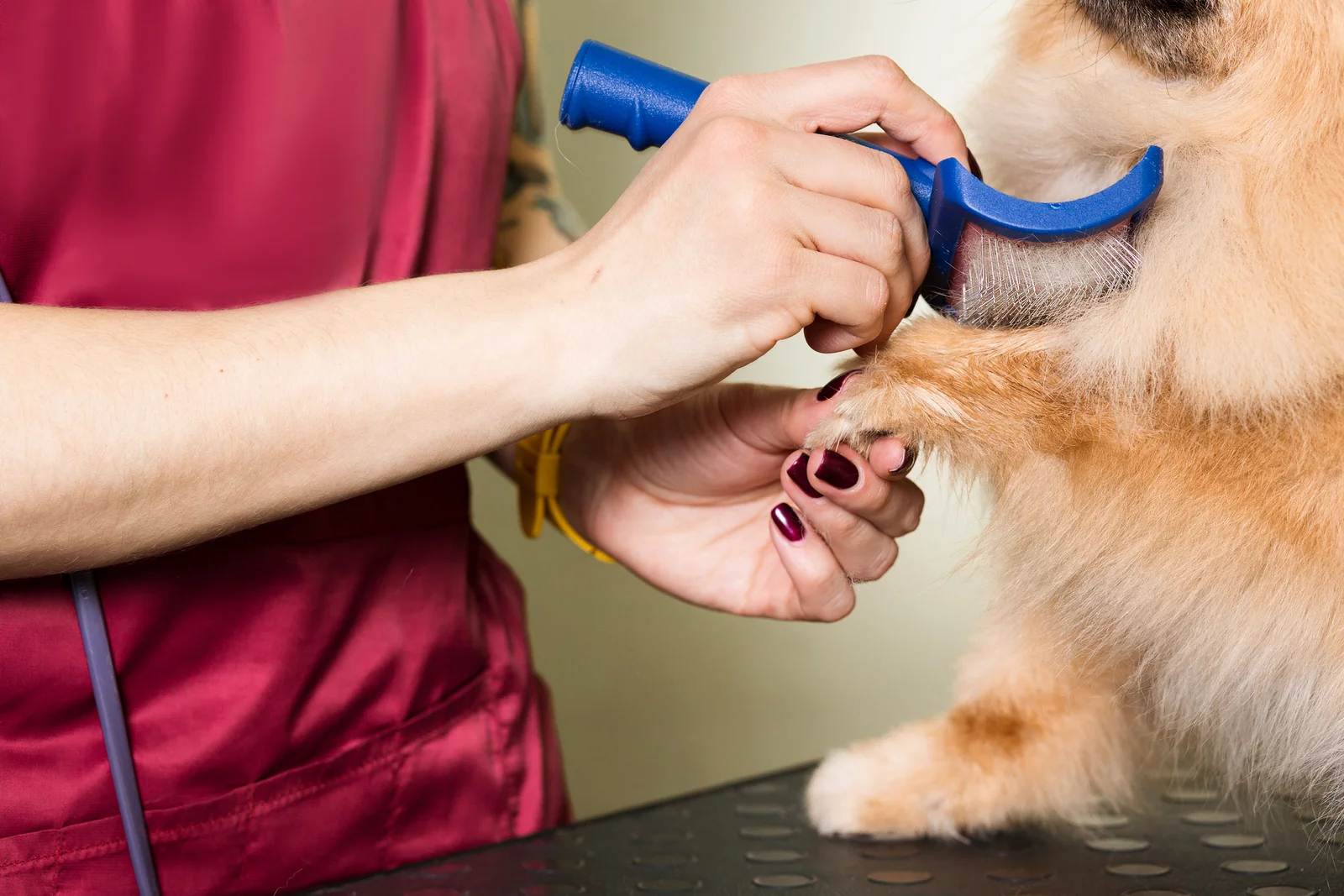 OKC dog grooming dog salon okc dog grooming education school for dog grooming training for dog grooming grooming school oklahoma dog grooming oklahoma grooming school dog grooming oklahoma city dog salon oklahoma city dog groomer dog groomer okc dog grooming school