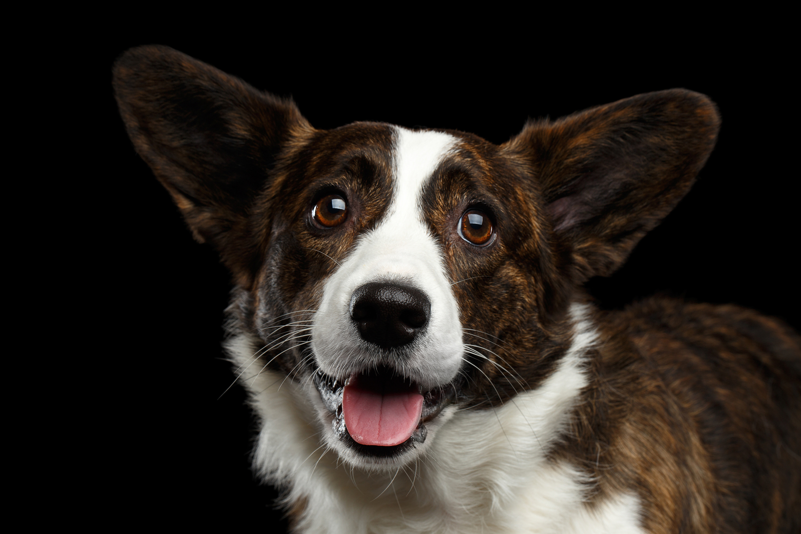 OKC dog grooming dog salon okc dog grooming education school for dog grooming training for dog grooming grooming school oklahoma dog grooming oklahoma grooming school dog grooming oklahoma city dog salon oklahoma city dog groomer dog groomer okc dog grooming school