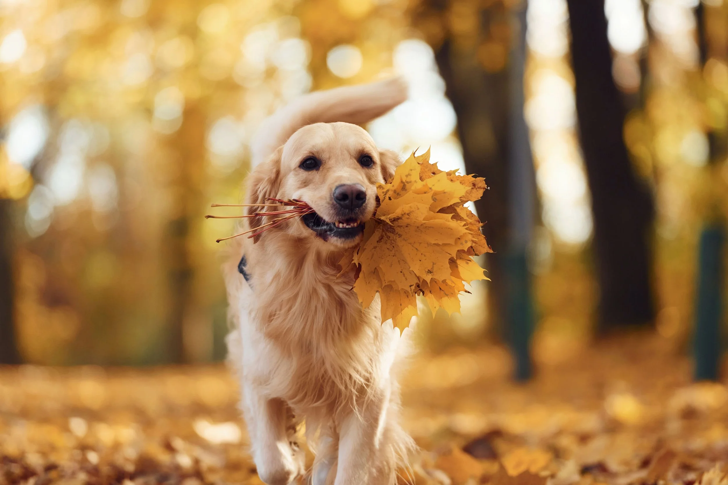 shutterstock_2220540189.jpg