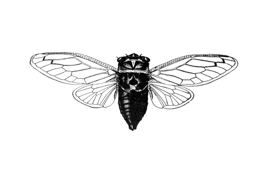 insecta_insects.gif