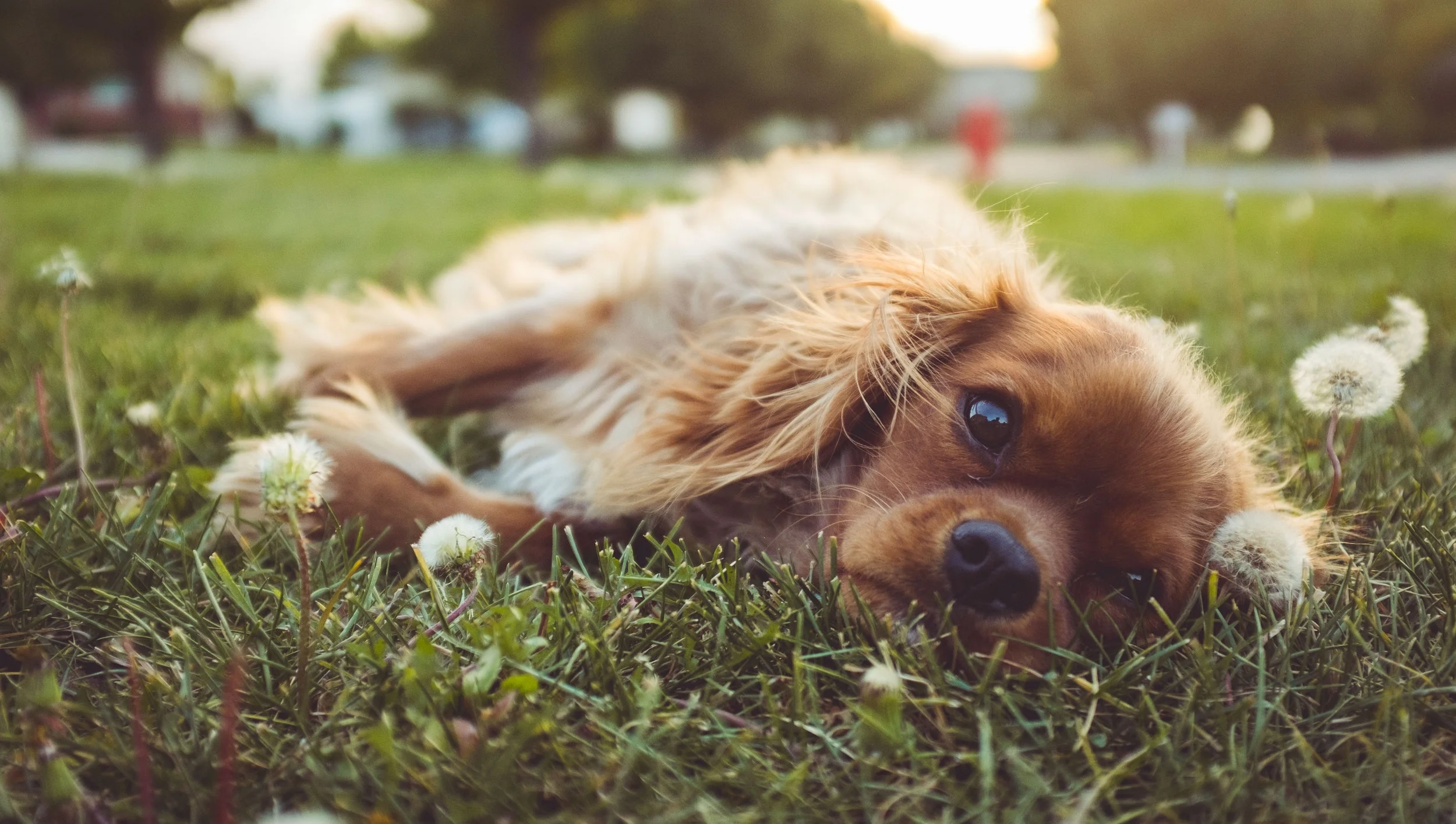 Tired_Dog.jpg