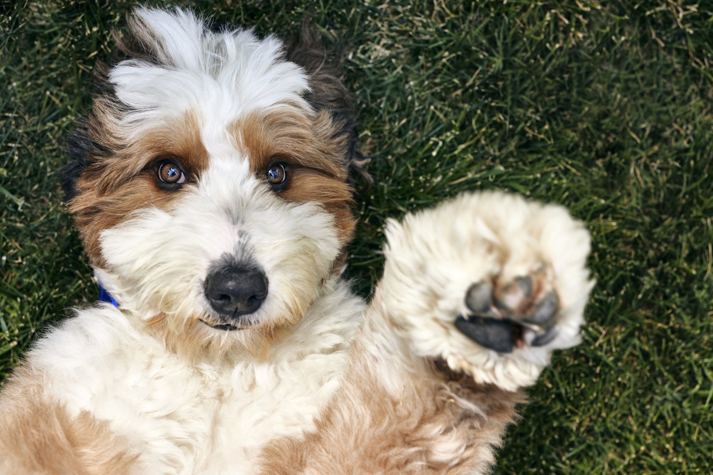 Fuzzy_Hollywood Dog on grass_4569.jpg