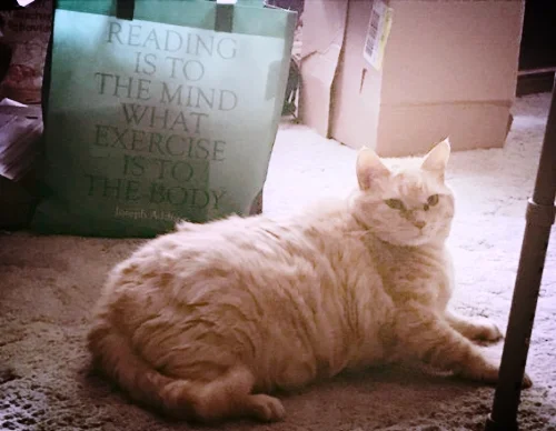 FatCatReading.jpg