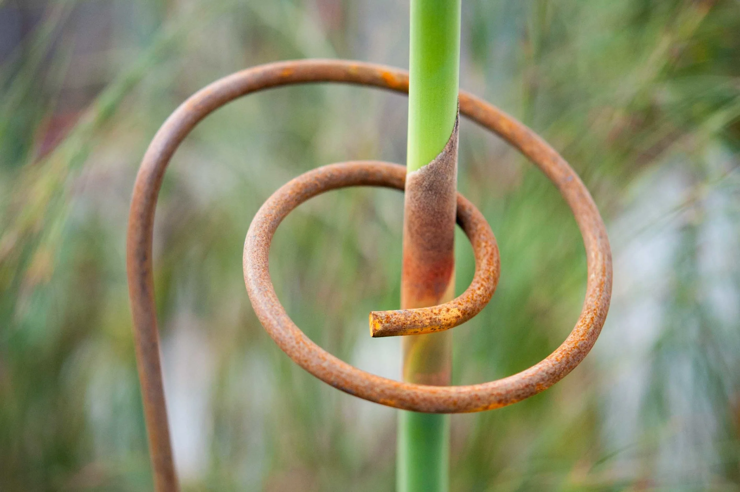 Full Spiral Plant Support