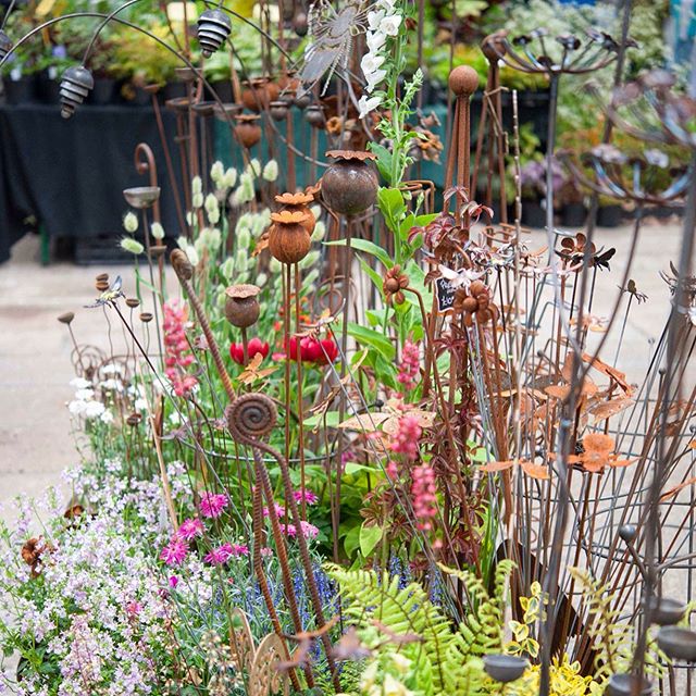 Had a great day today in Tavistock Garden Festival 💐Mr Fox 🦊 was supporting a beauty of a shirt and the Mayor of Tavistock presented me with a certificate of excellence for our display garden 😁 she actually said it was her second choice and a very