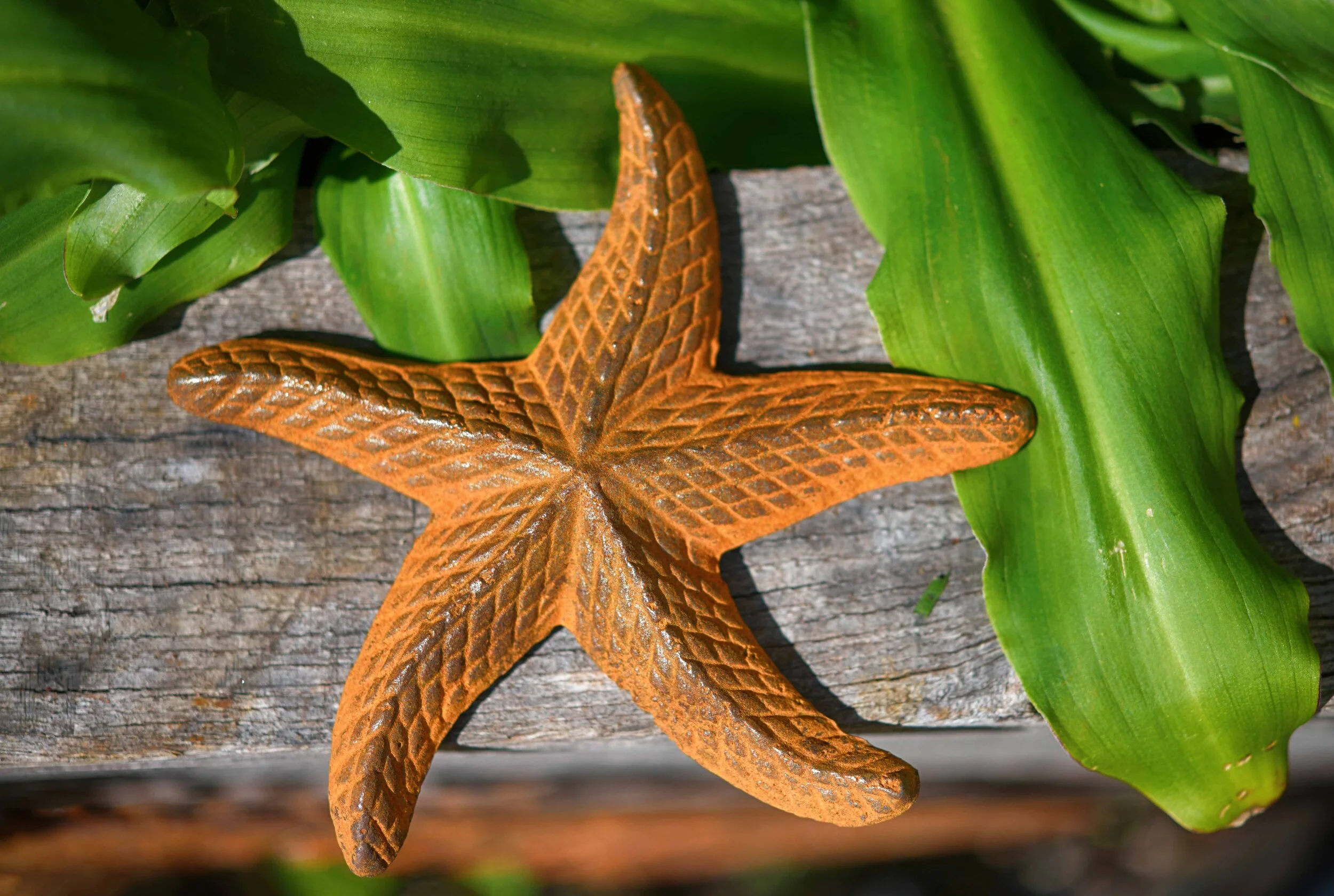 Starfish