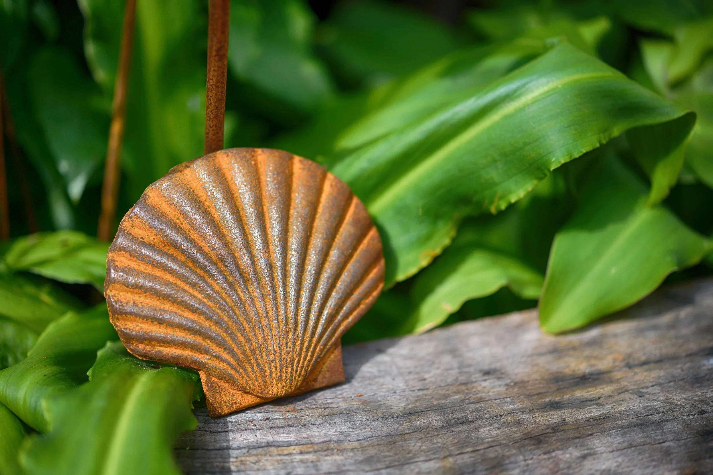 Rusty Seashell