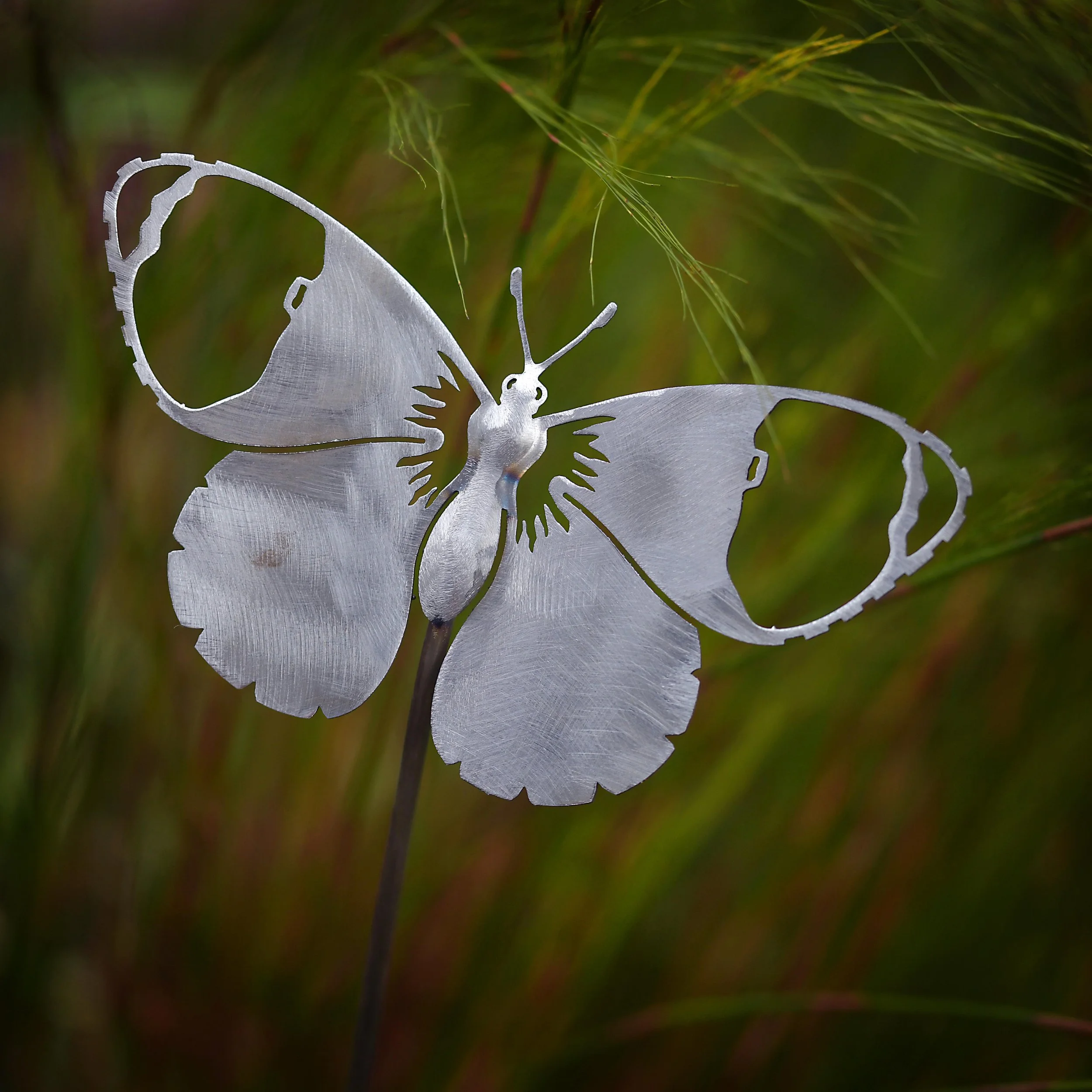 British Butterflies - Orange Tip