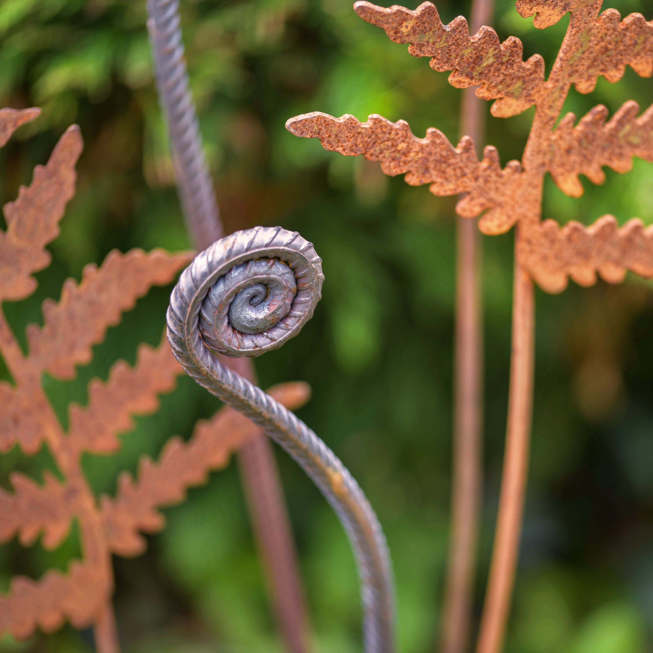 fernset-5.jpg