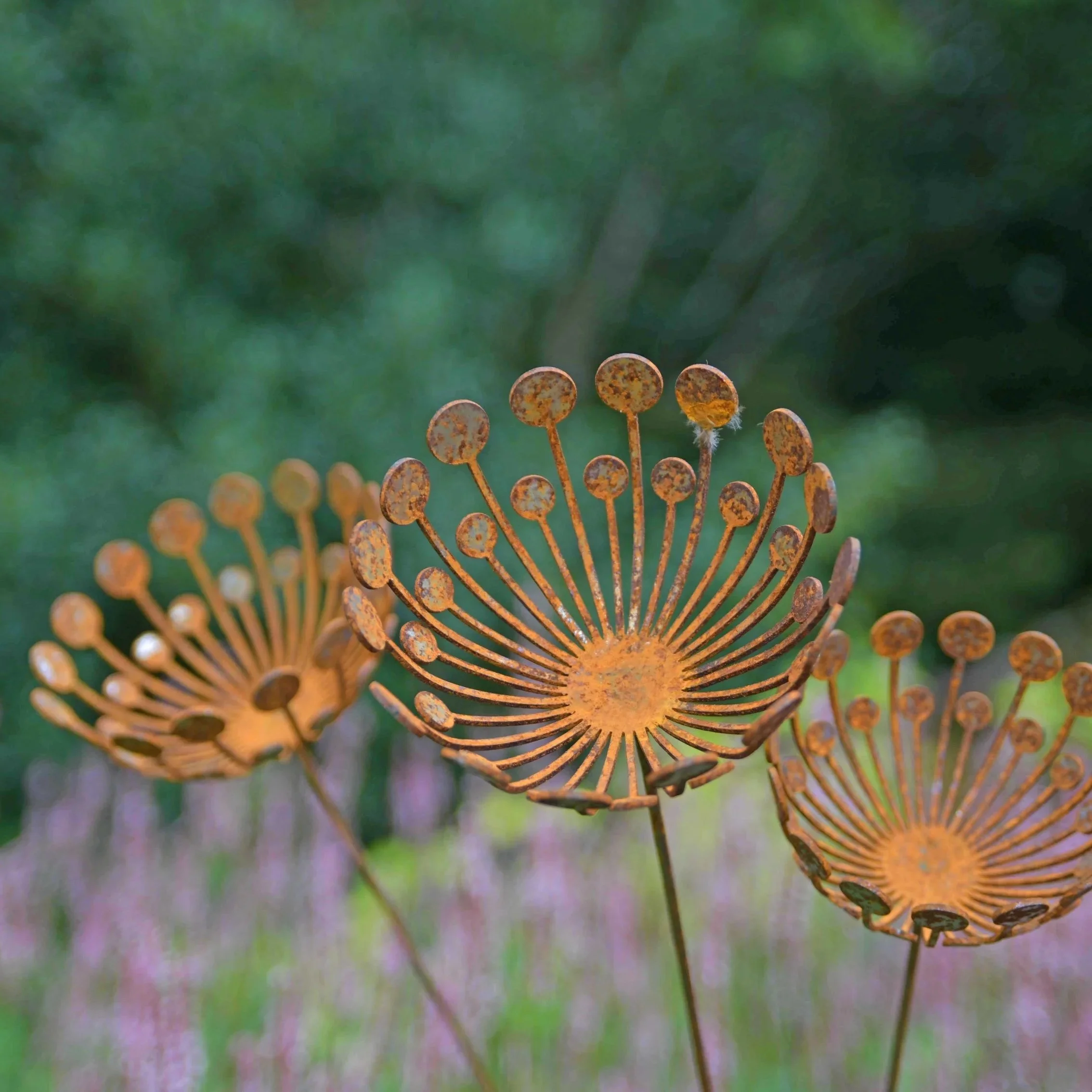 tripleumbellifer-4.jpg