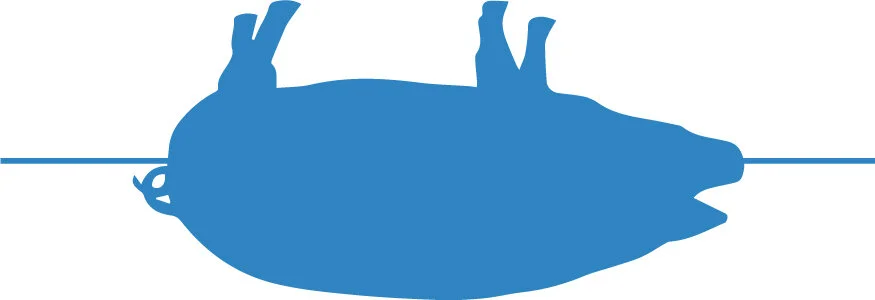 Pig.jpg