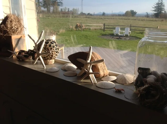 windowsill with sea stars.jpeg
