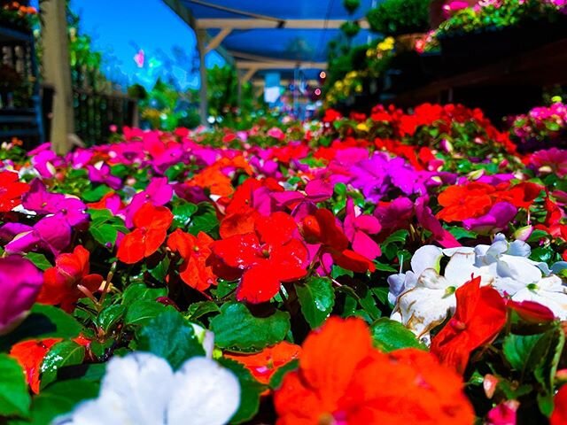 Tbh I miss going places just to take pictures #nursery #greenery #Turlock #downtownturlock #centralvalley #lockdown #firsttimeshopping #whyisitsohot #shotoniphone