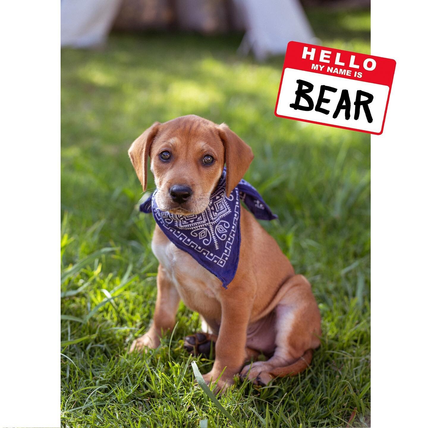 Because 3 kids and a tortoise weren't enough, we recently welcomed a puppy into the family!
-
&quot;Bear&quot; is a 9 week old beagle-mix from @labsandmore in San Diego.  His mom was nursed back to health after being found pregnant and full of mange 