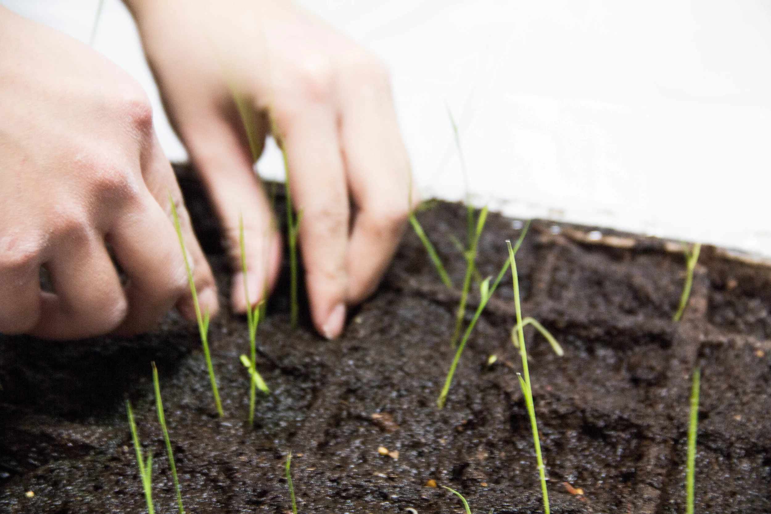 There, rice grow_2.jpg