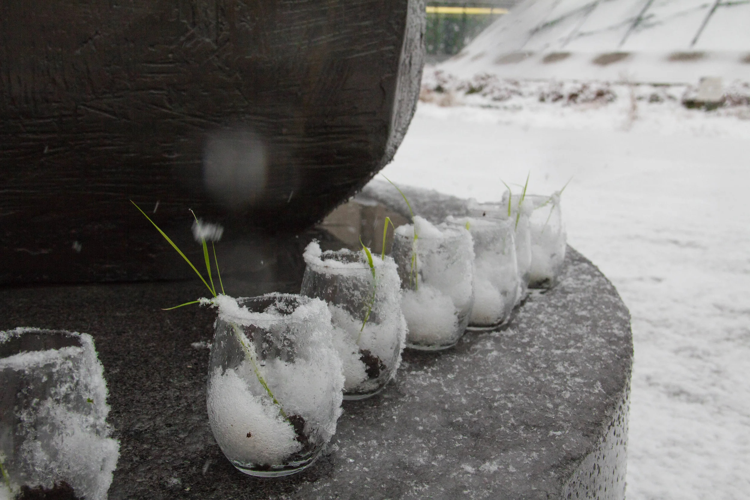 There, rice grow_3.jpg