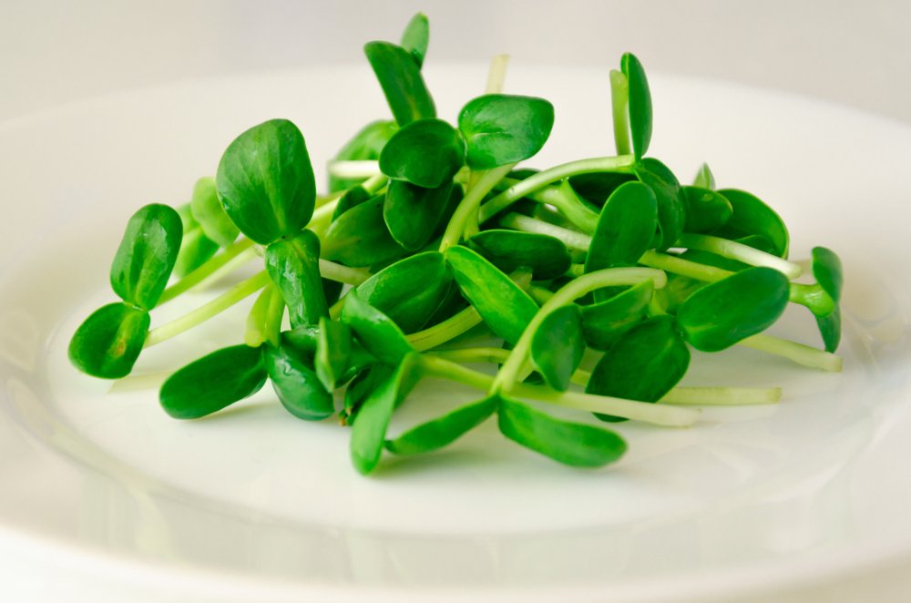 microgreens_bright green.jpg