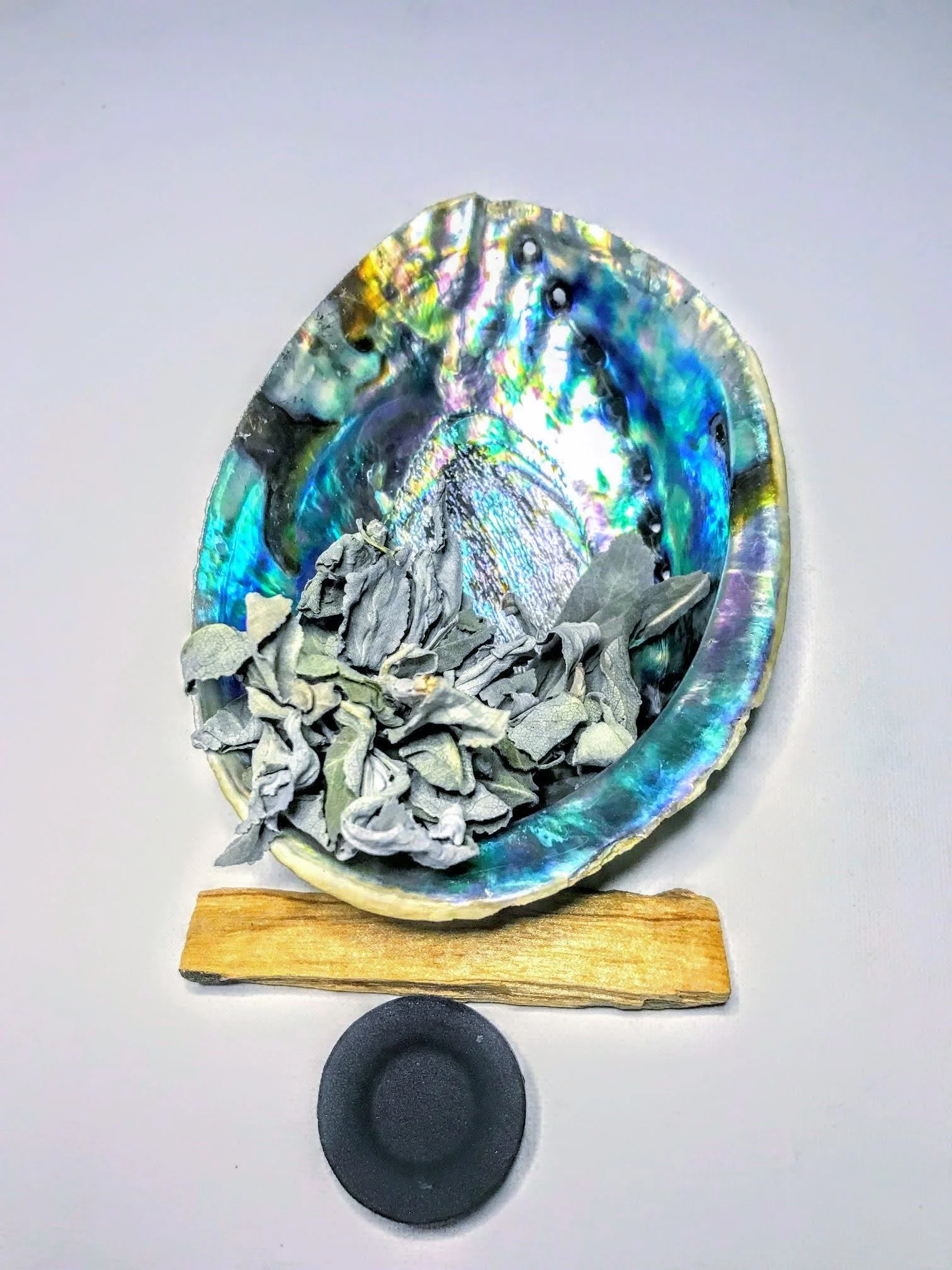 Abalone Shell