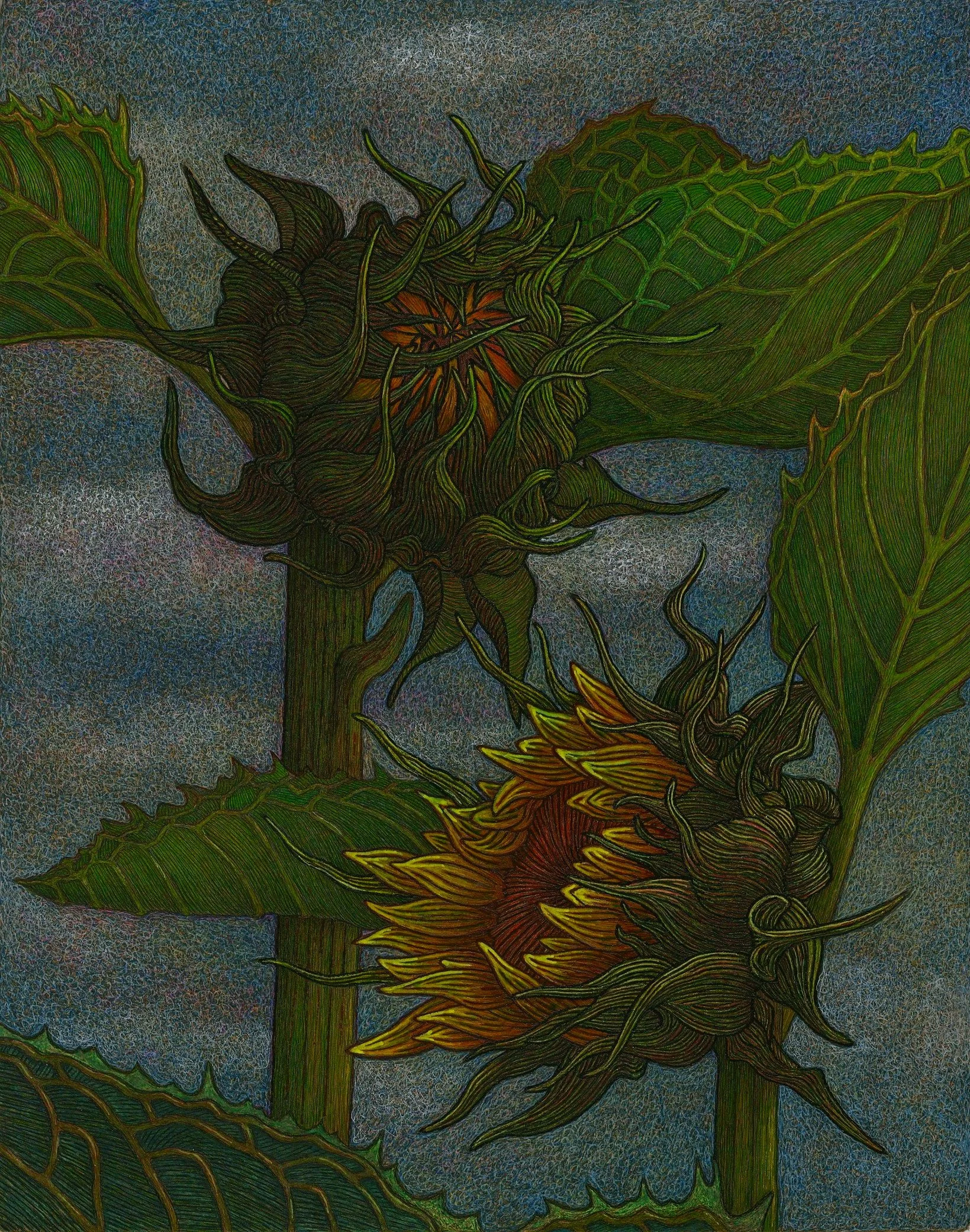 the late bloomer-kurt markgraf-pen on paper-11%22x14%22-$500.jpg