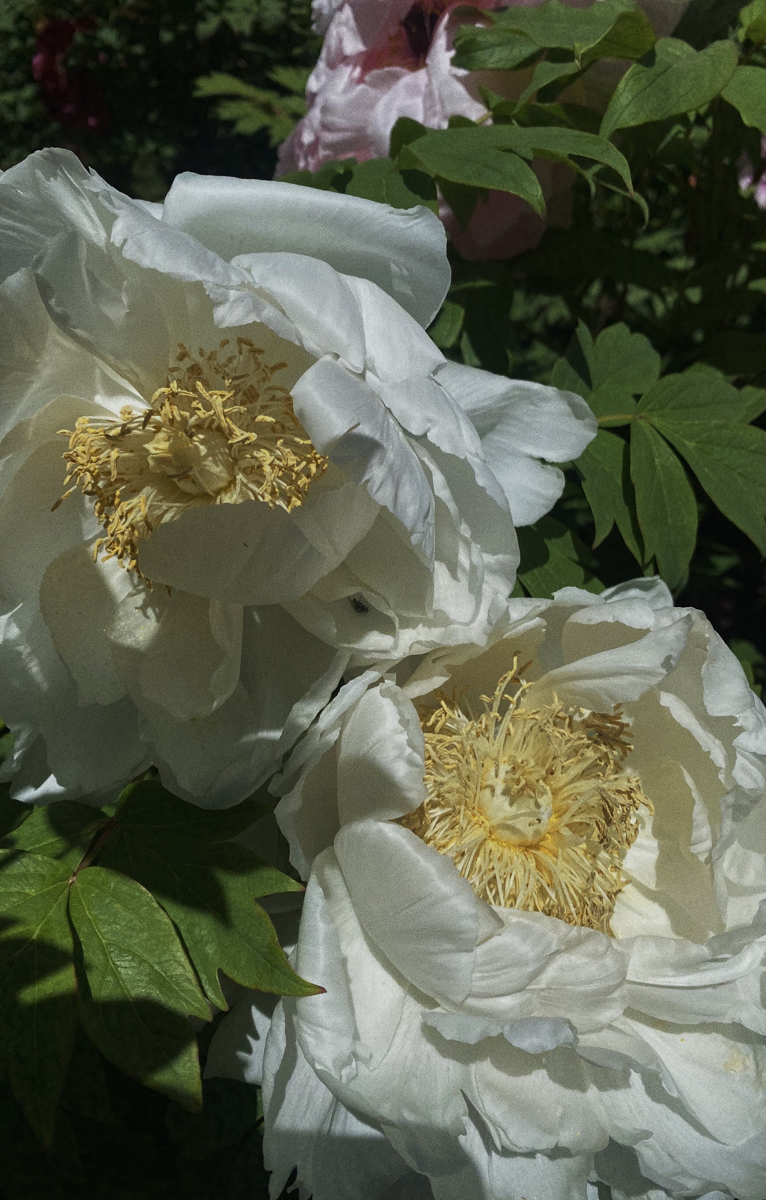 peony 2.jpg