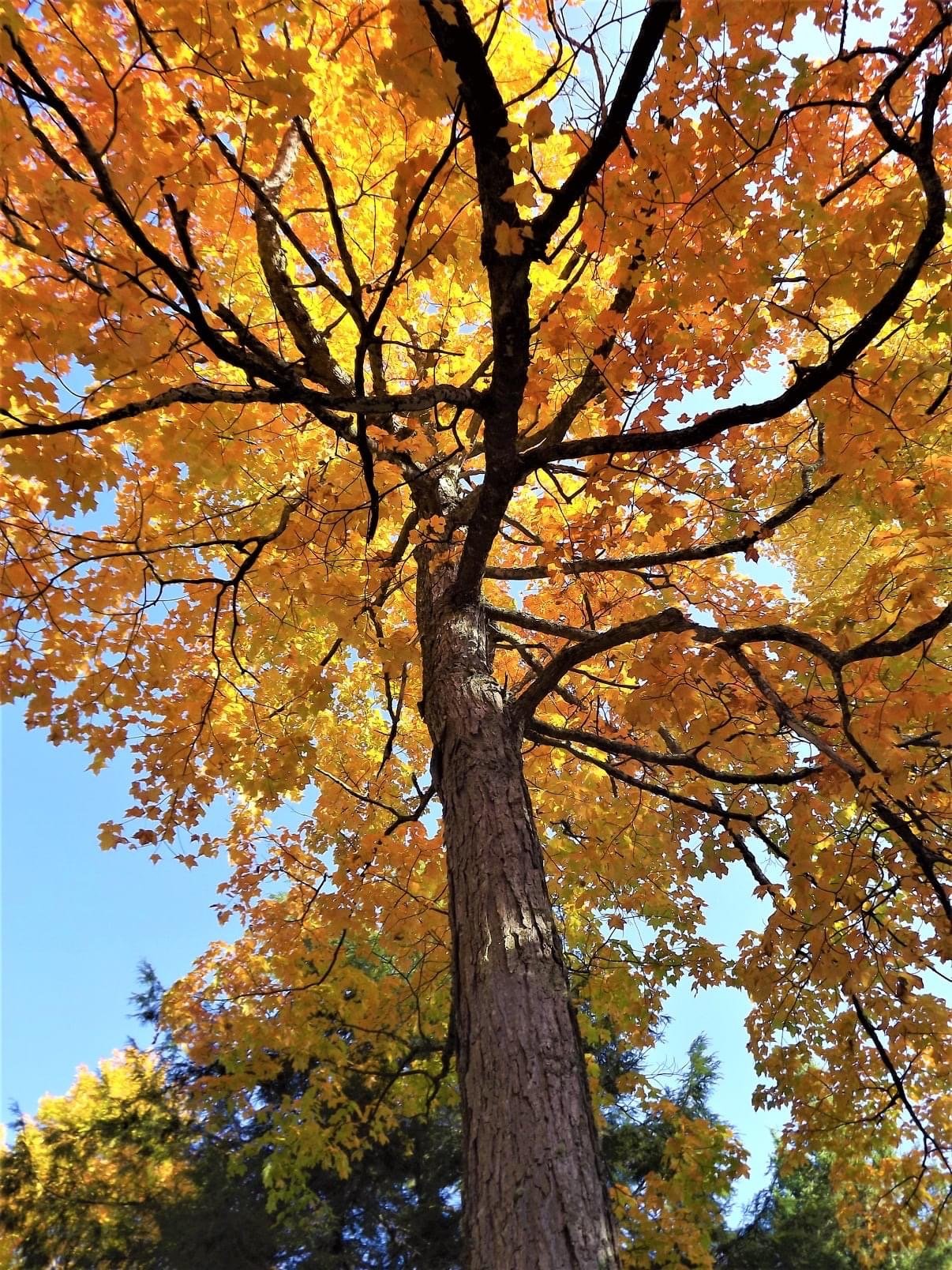 fall color tree.JPG