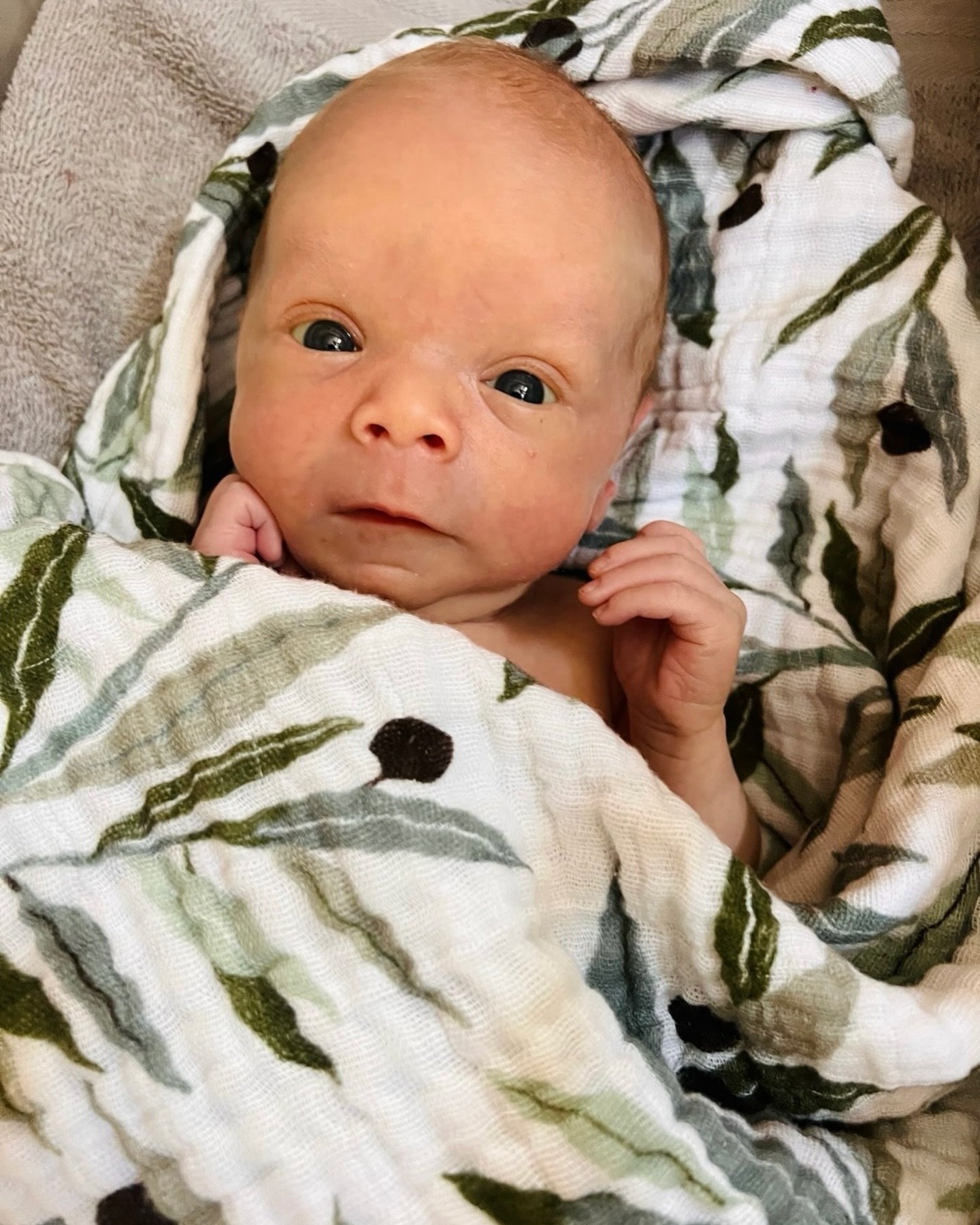 Join us in welcoming one of Hearth &amp; Home&rsquo;s newest babies, Lupin! This special little guy was born by Cesarean at OHSU a couple of weeks ago. His mom had a placenta previa in her pregnancy, which means that it was likely she and Lupin would