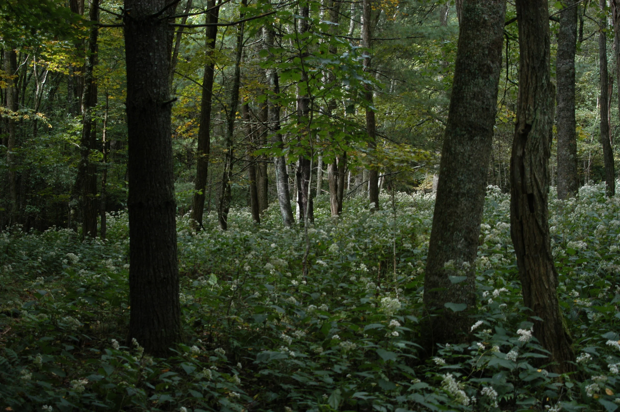 DSC_0195.JPG