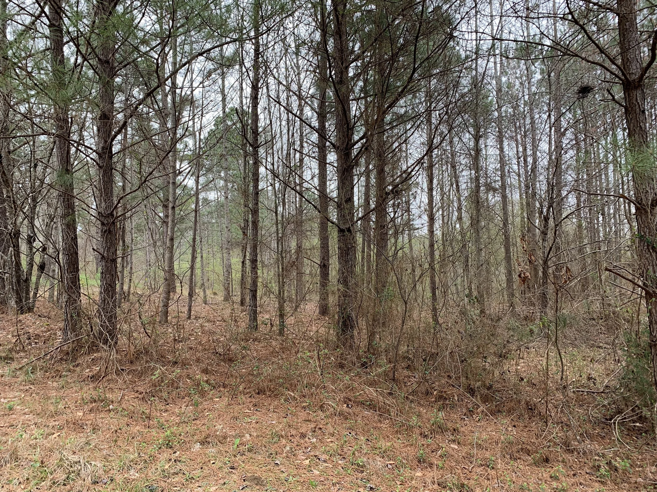 Deep South Foraging Class