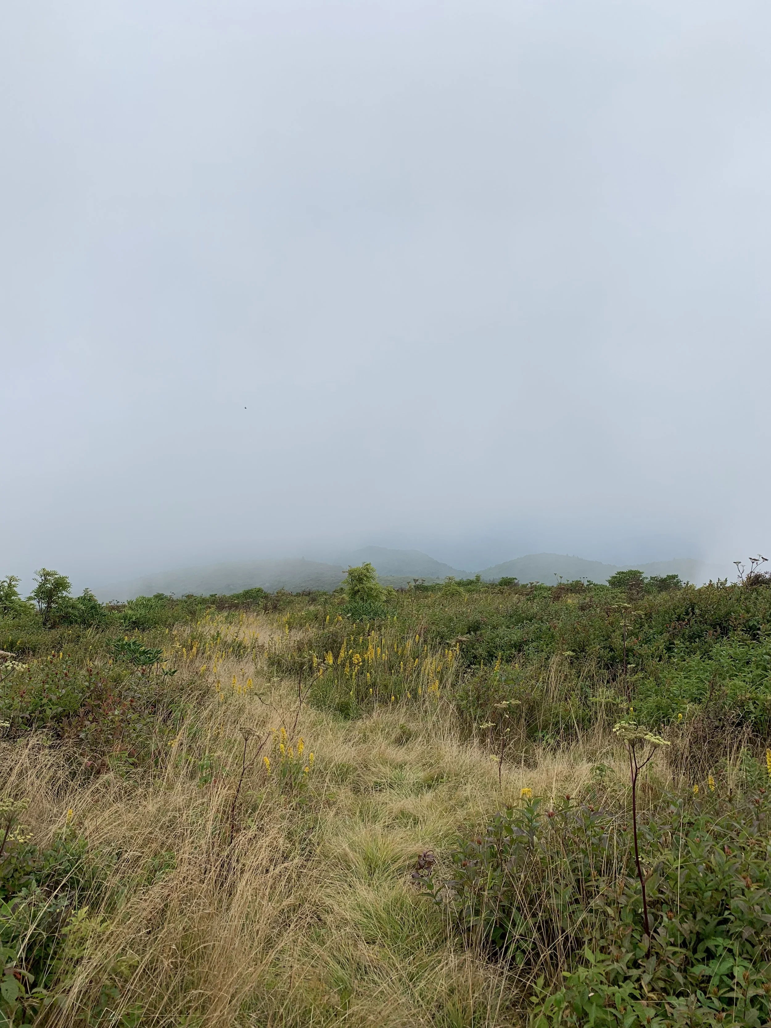 High Mountain Foraging Class