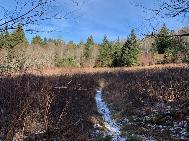 Winter High Mountain Foraging Class