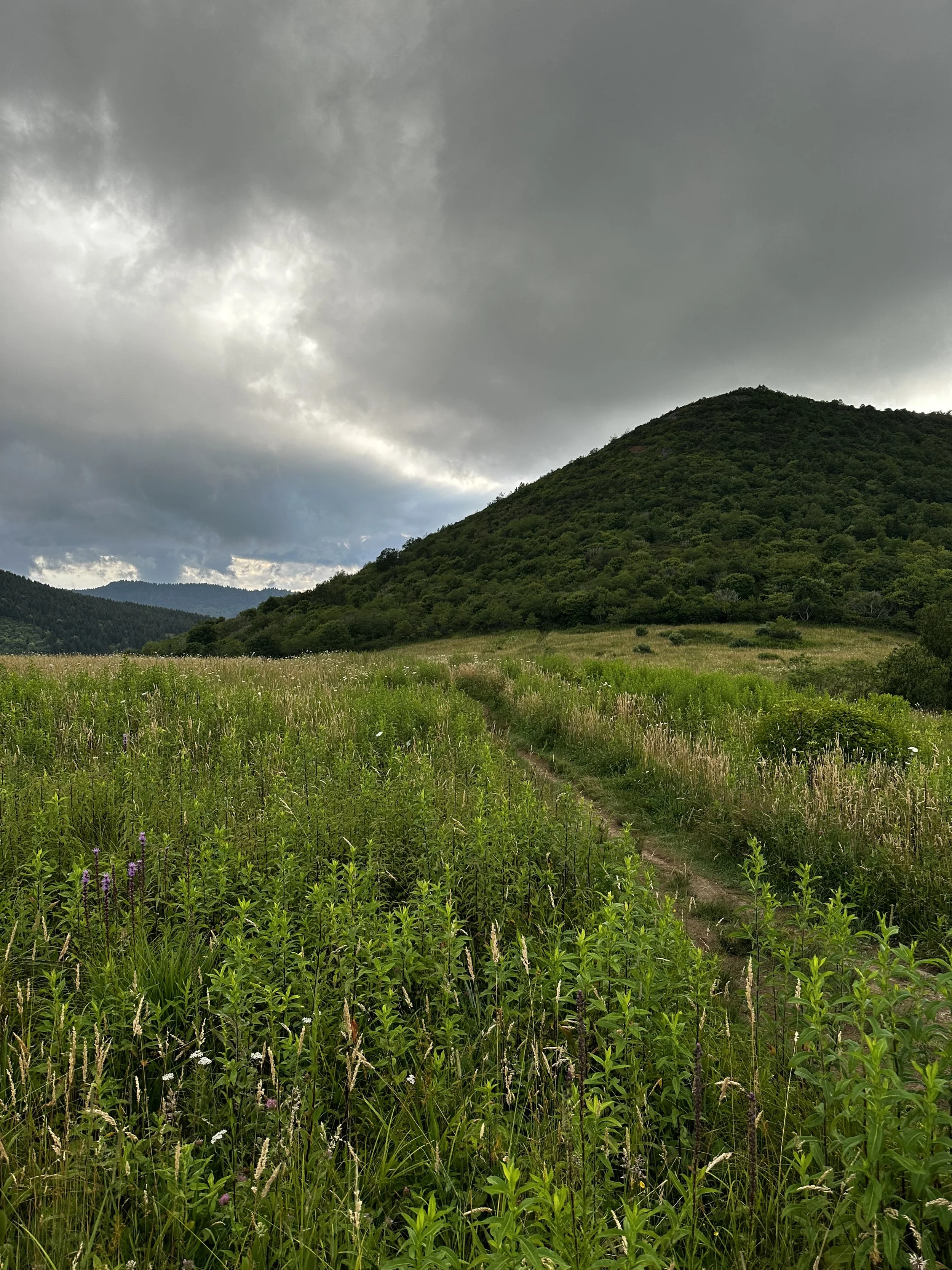 High Mountain Foraging Class