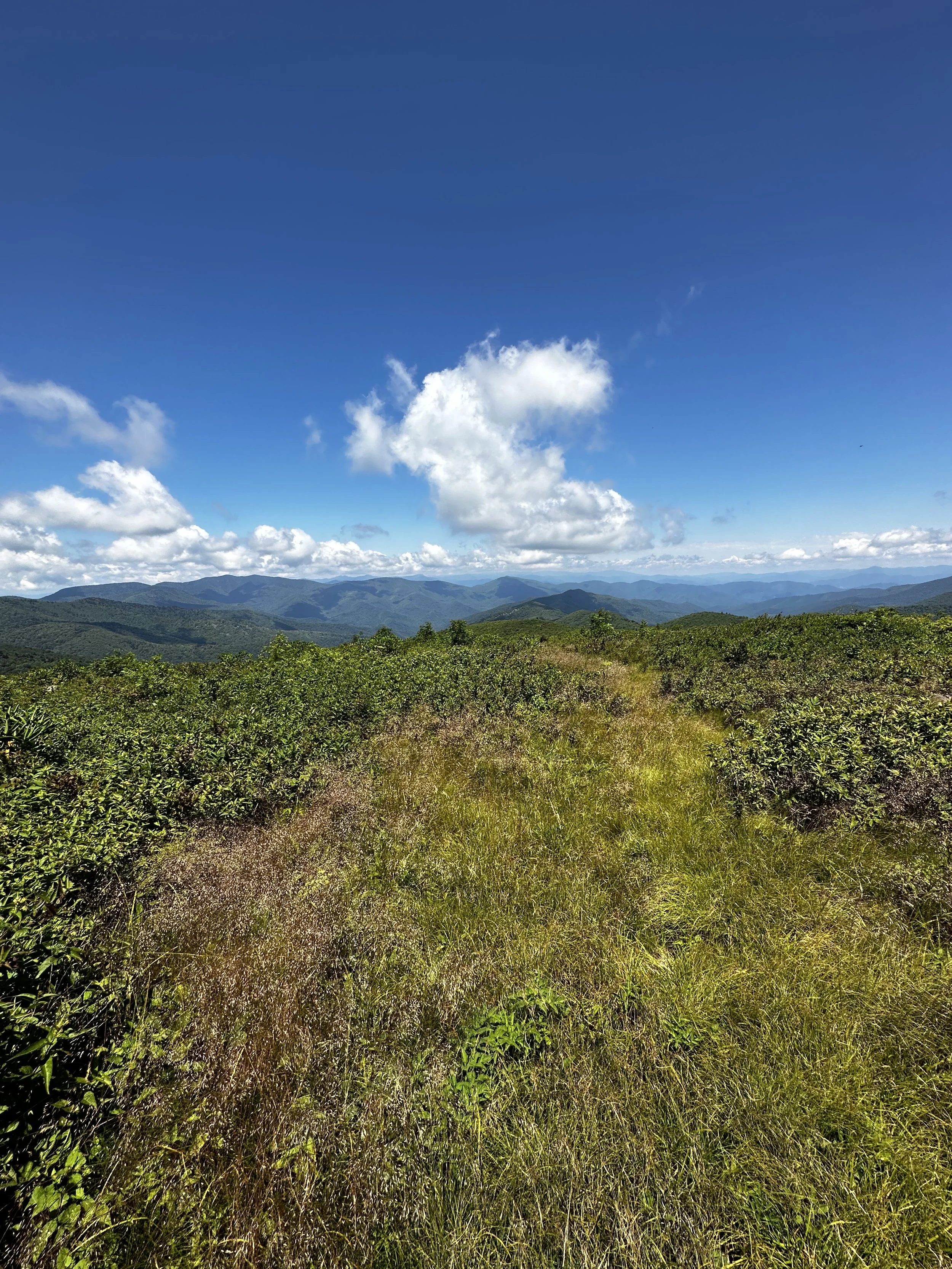 High Mountain Foraging Class