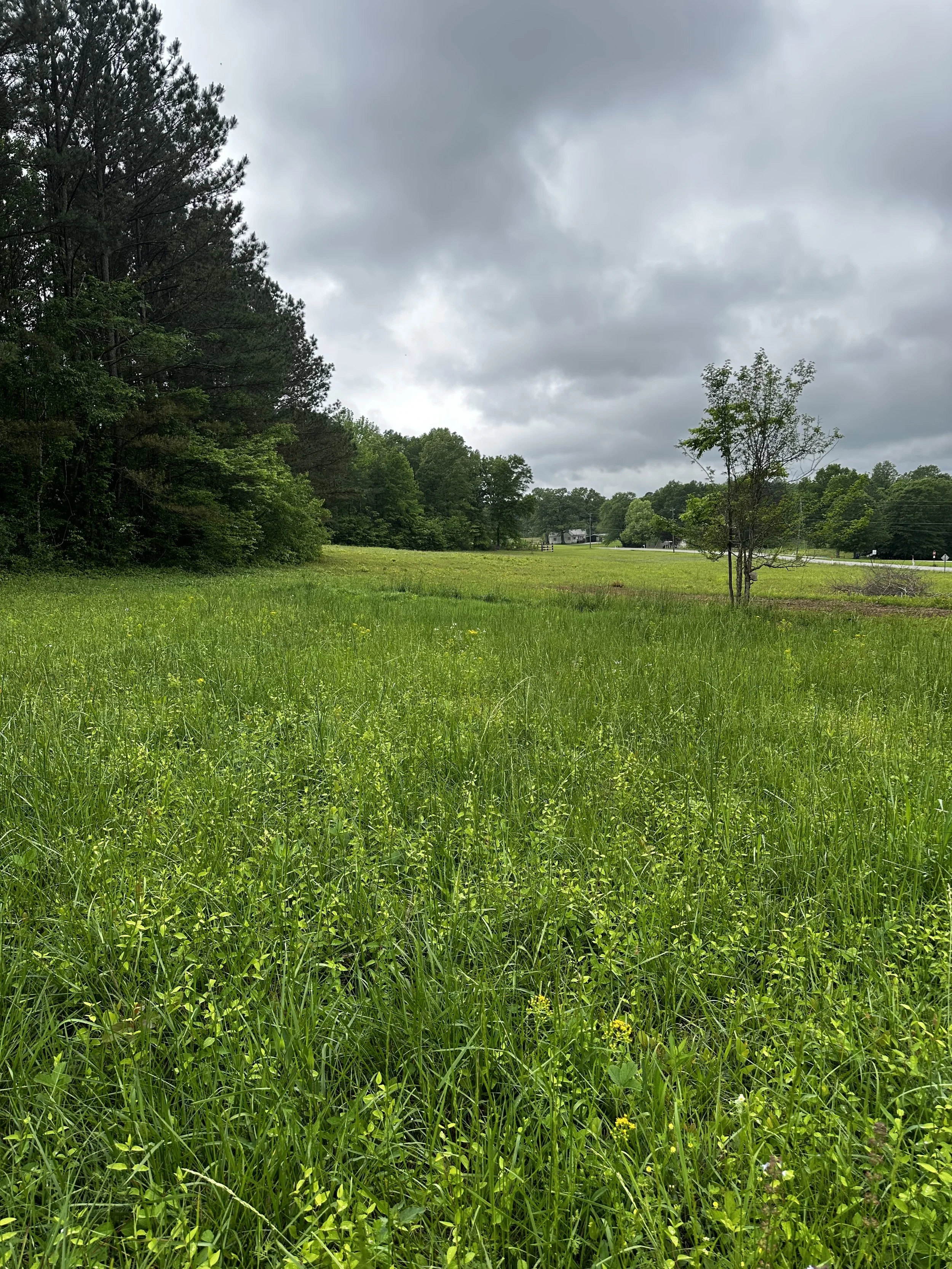 February 28th Deep South Foraging Class