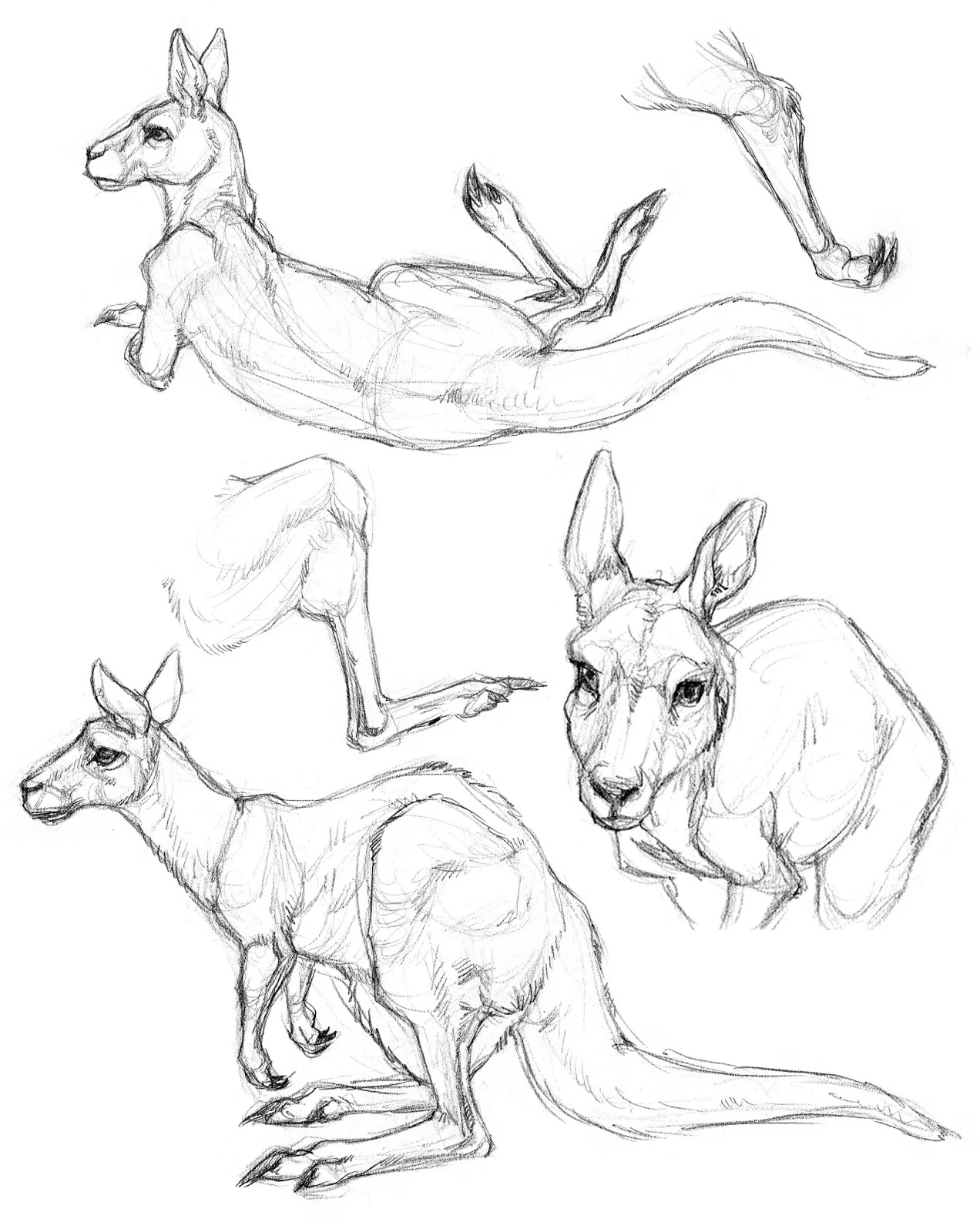 Kangroo Field Studies