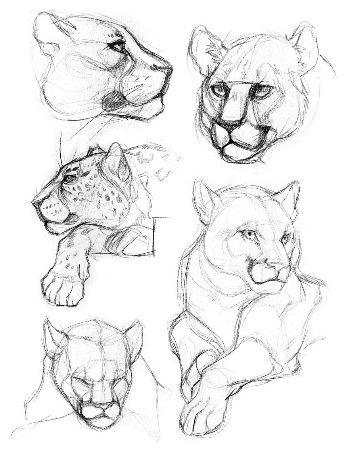 Big Cat Field Studies