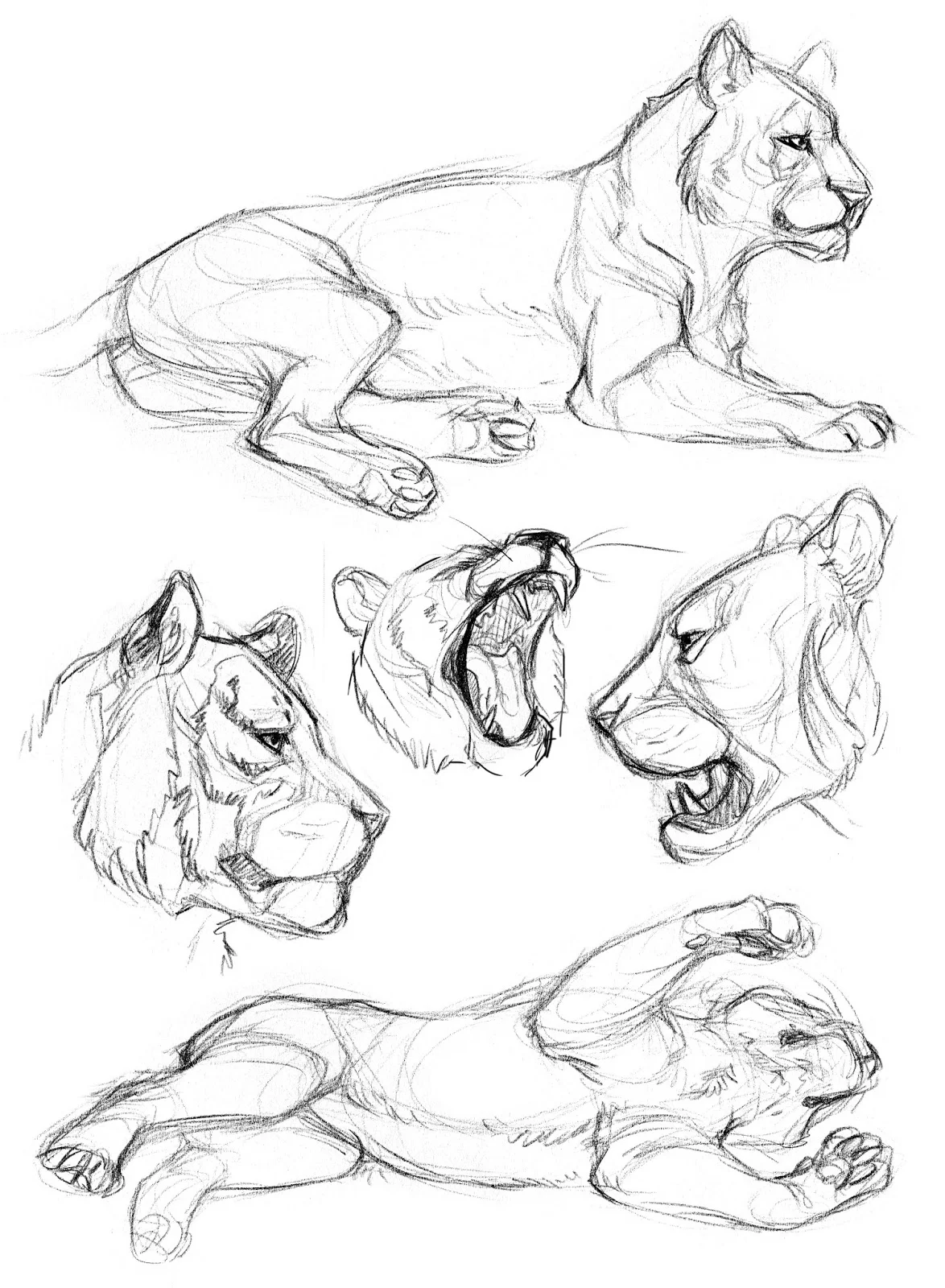 Tiger Field Studies