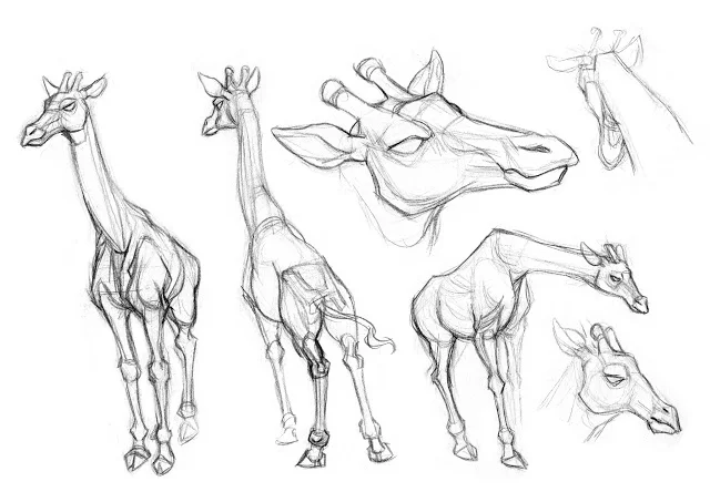 Giraffe Field Studies