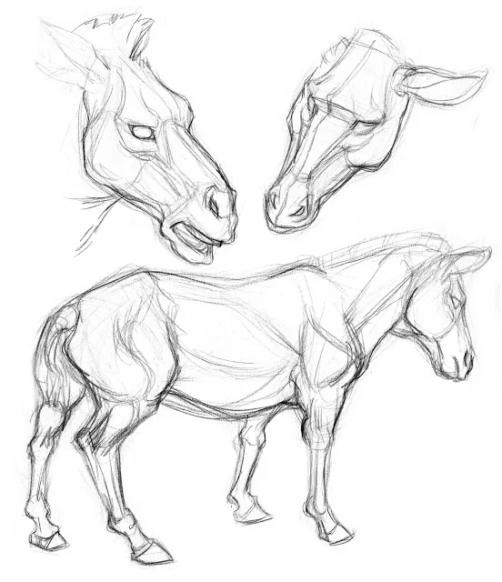 Zebra Field Studies