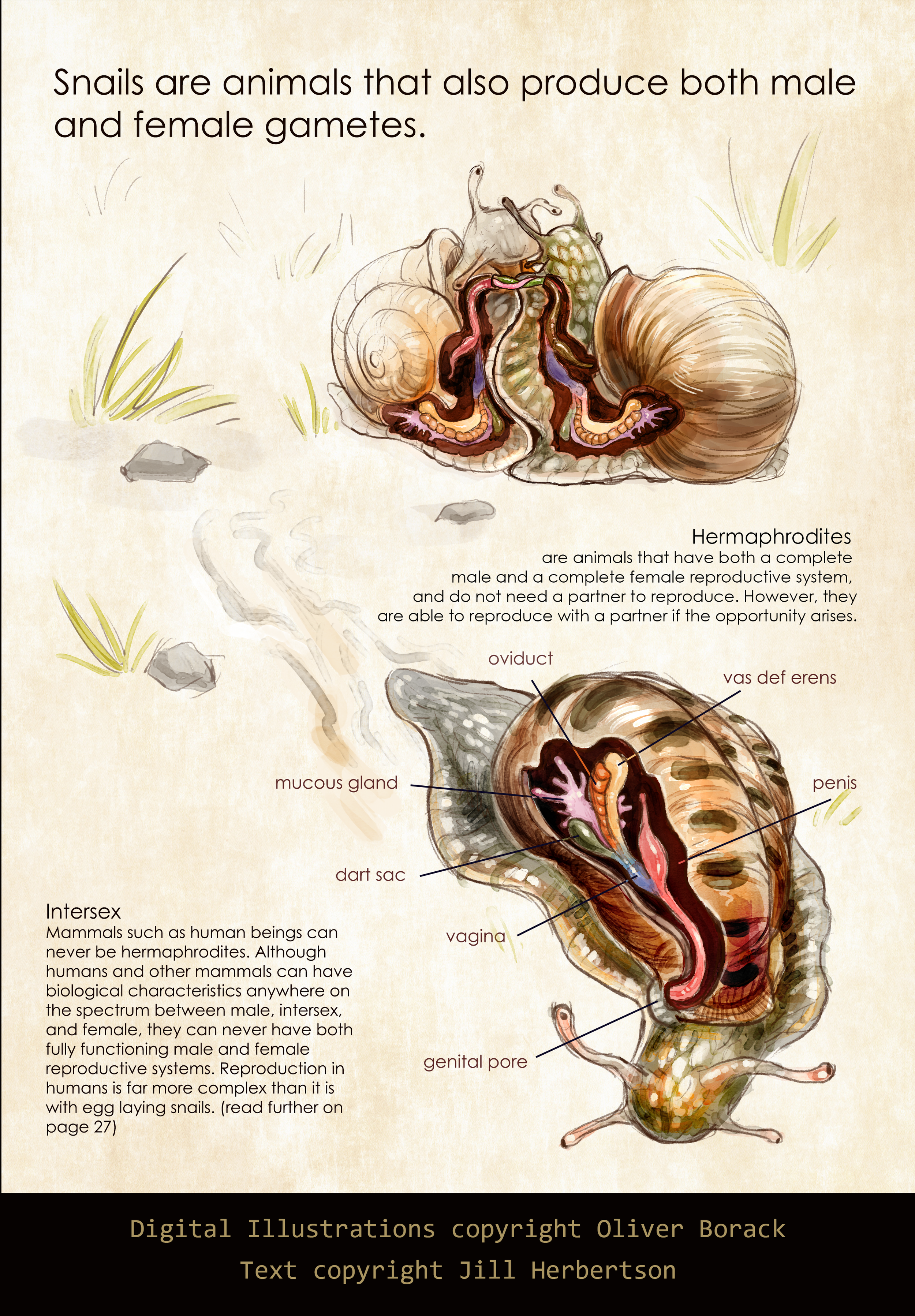 World of Diversity Snails Illustration