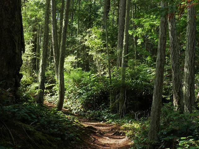 Trail.jpg