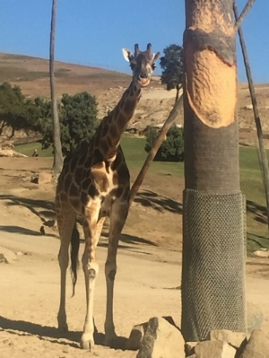 We got to get up close and personal with this beautiful giraffe at the San Diego Zoo!