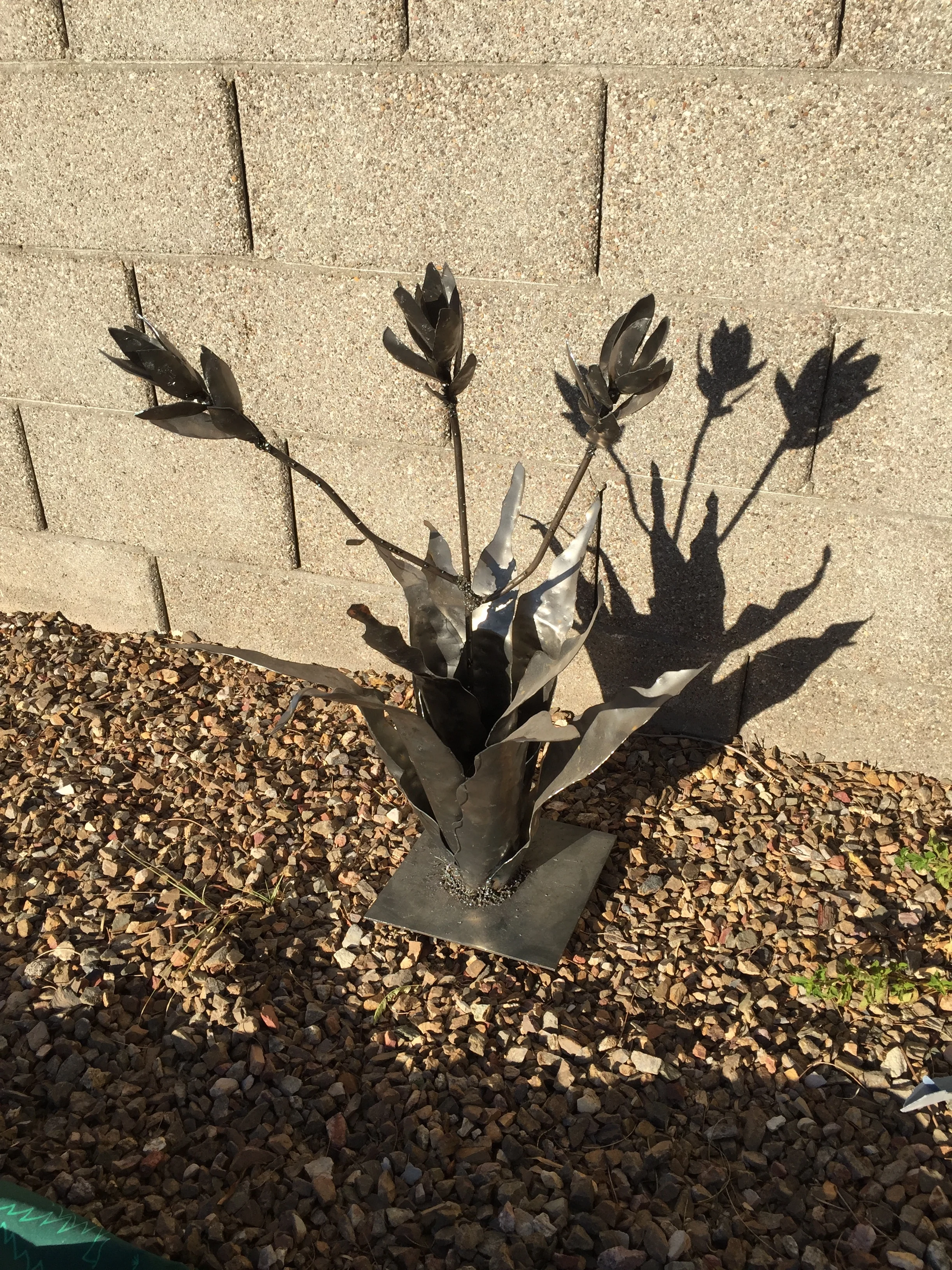 A plant to last a life time!