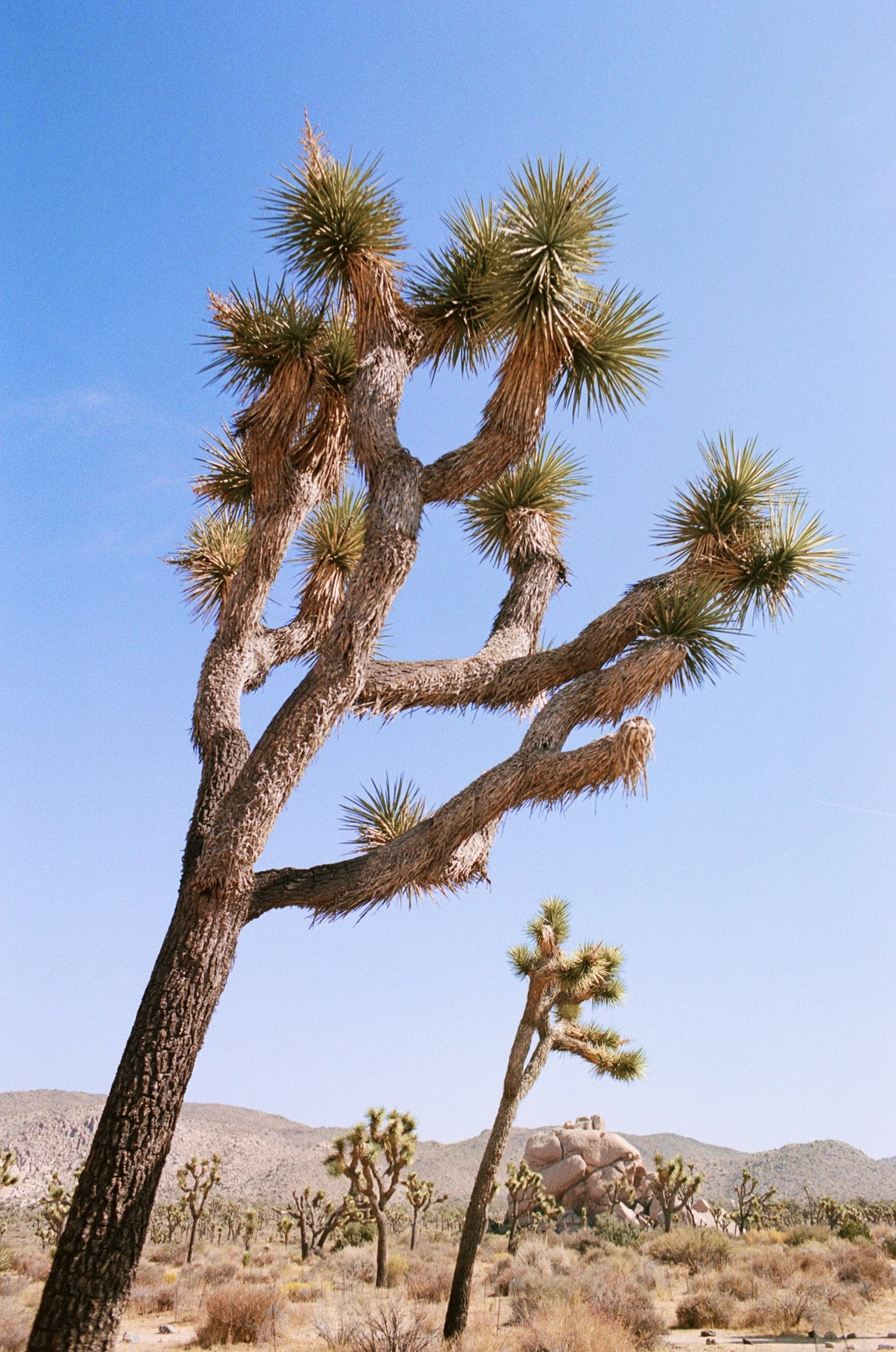  joshua tree national park, california 